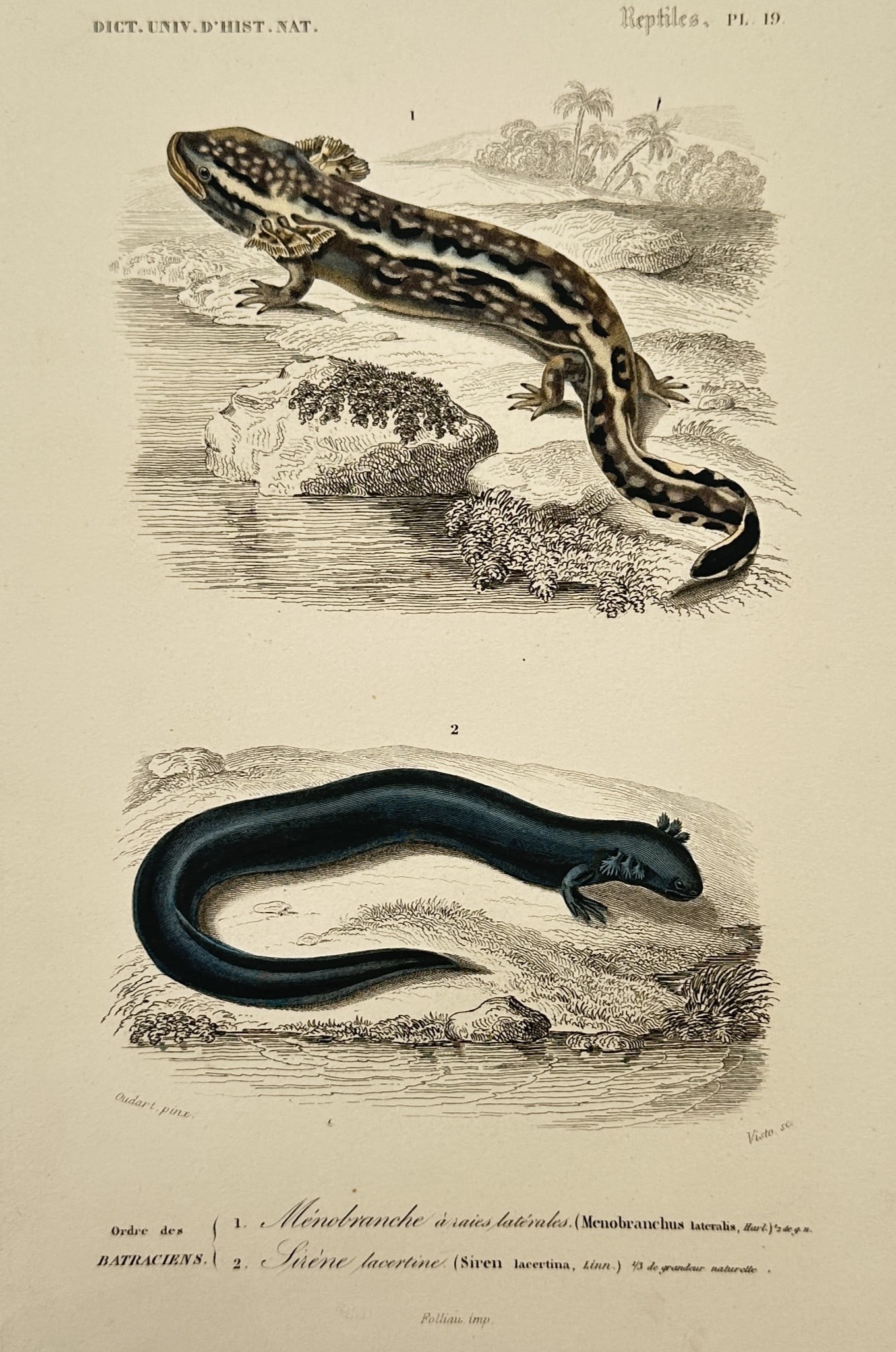 Charles d'Orbigny – Studies of Salamanders and Salients – Hand-coloured steel engraving (1849) (1 of 2)