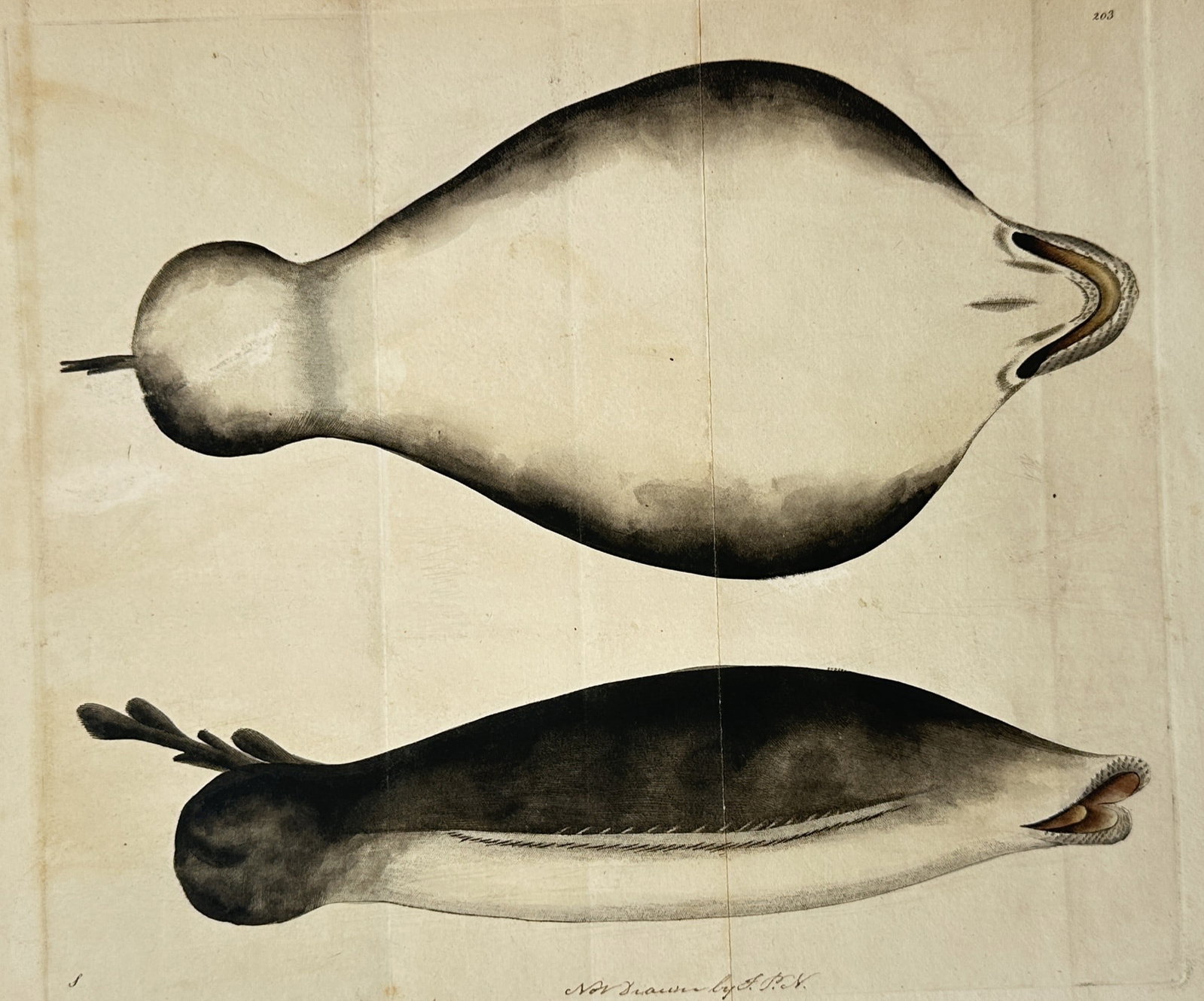 Frederick Polydore Nodder – Studies of Marine Organisms – Hand-coloured copper engraving (1 of 2)
