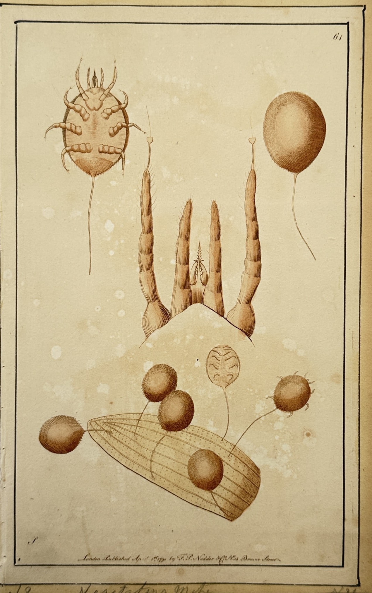 Frederick Polydore Nodder – Microscopic Studies of Mites and Eggs (1 of 2)