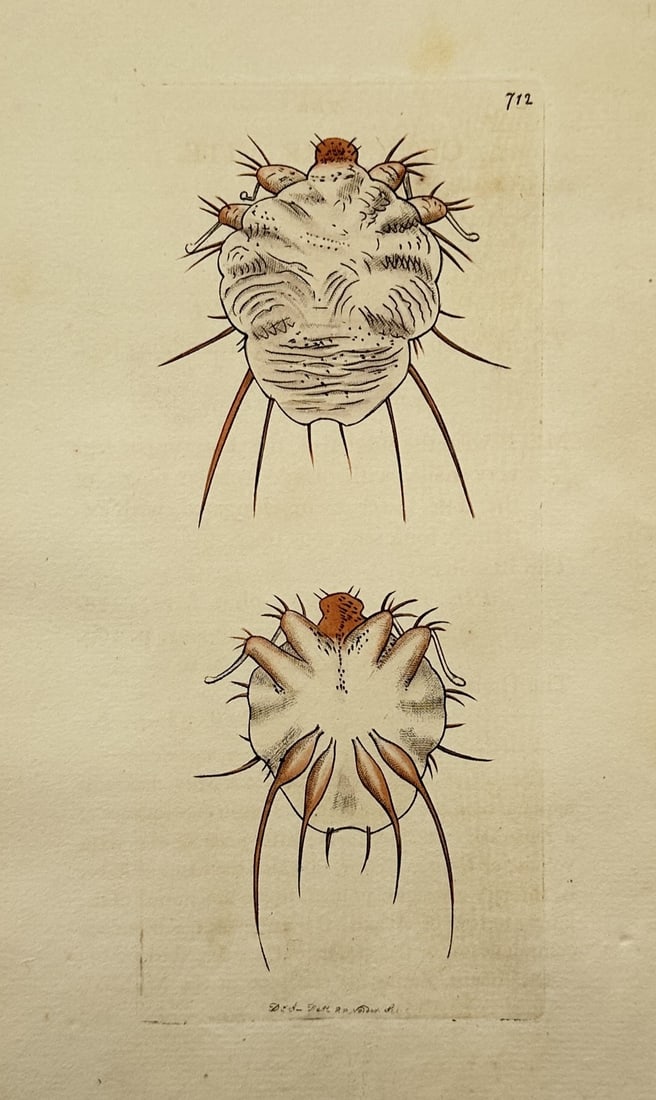 Richard Polydore Nodder – Microscopic Studies of Parasitic Mites – Hand-coloured copper (1 of 2)