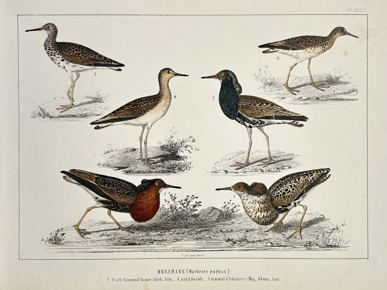 Peter Åkerlund – Studies of the Ruff in Various Plumages – Lithograph (19th Century) (1 of 2)