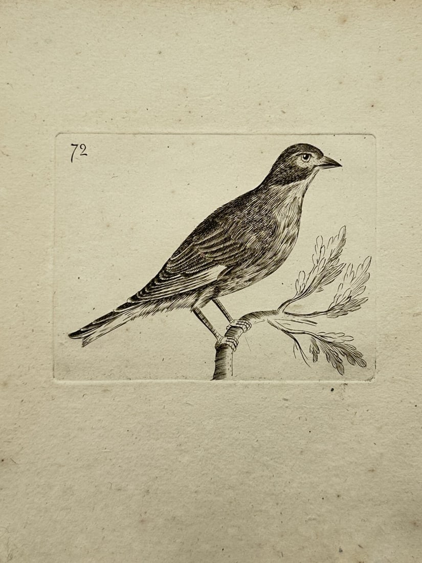 Francis Willughby (1635–1672) – Passerine Bird on a Branch – Copper engraving (1676) (1 of 2)