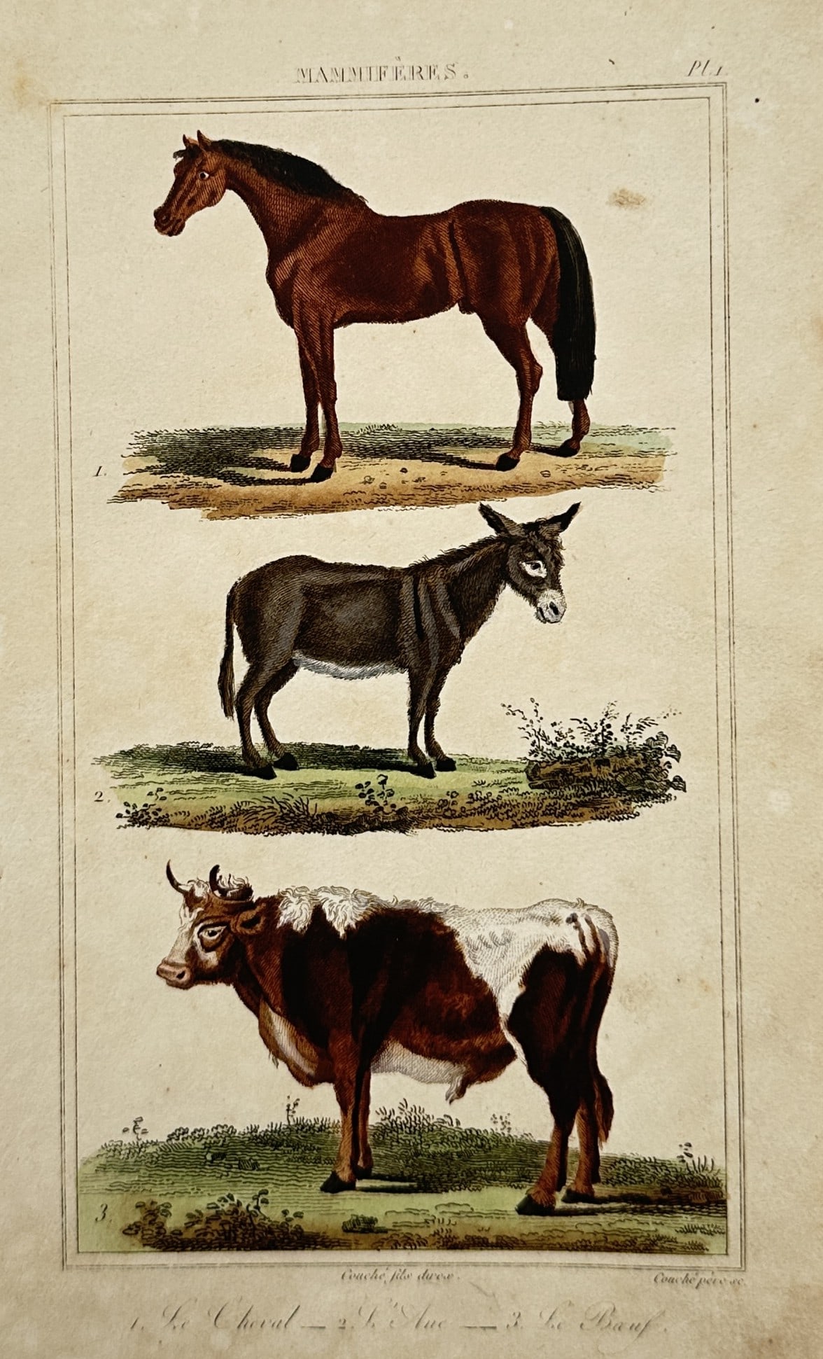 Georges-Louis Leclerc, Comte de Buffon – Studies of Domestic Mammals – Hand-coloured engraving (1 of 2)