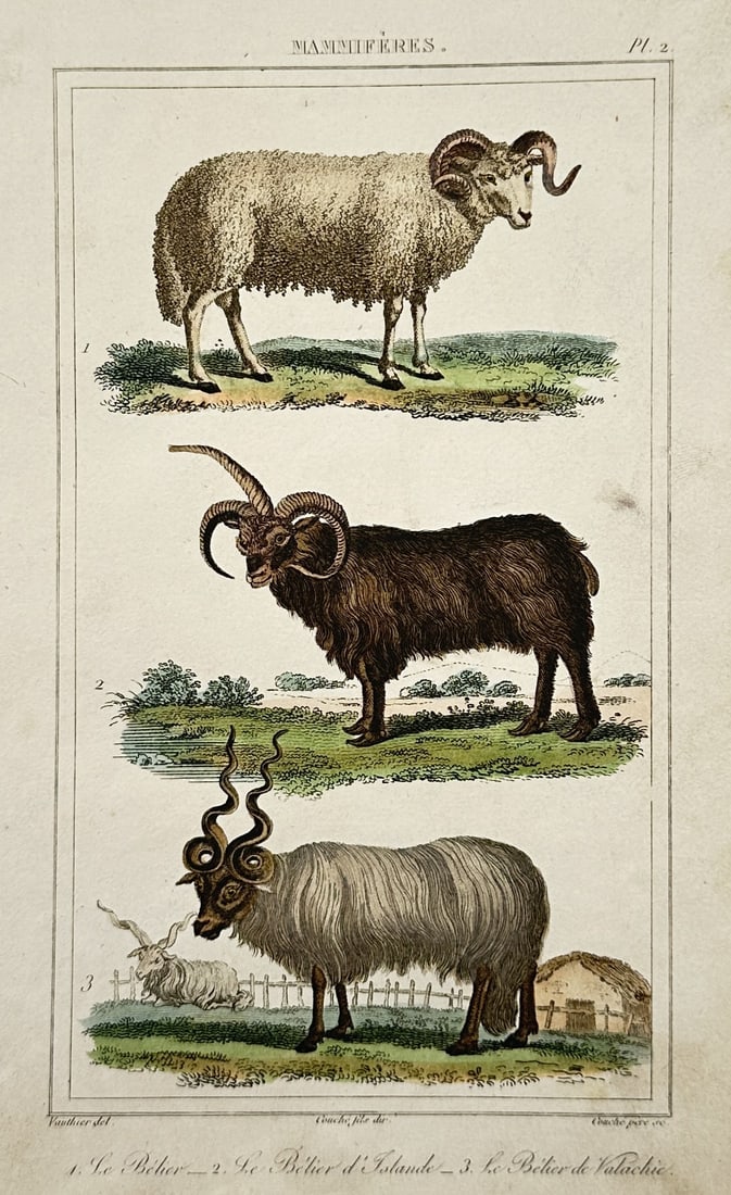 Georges-Louis Leclerc, Comte de Buffon – Studies of Ovine Species – Hand-coloured engraving: "Le Belier, Le Belier d'Islande, Le Belier de Valachie" This work features a detailed zoological study illustrating three distinct ovine specimens standing in profile across landscape settings, docume