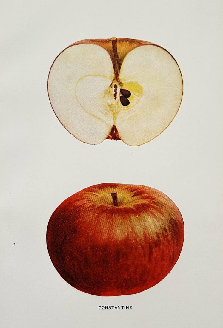 Spencer Ambrose Beach (1860–1922) – Study of a Constantine Apple – Lithograph (20th Century) (1 of 2)