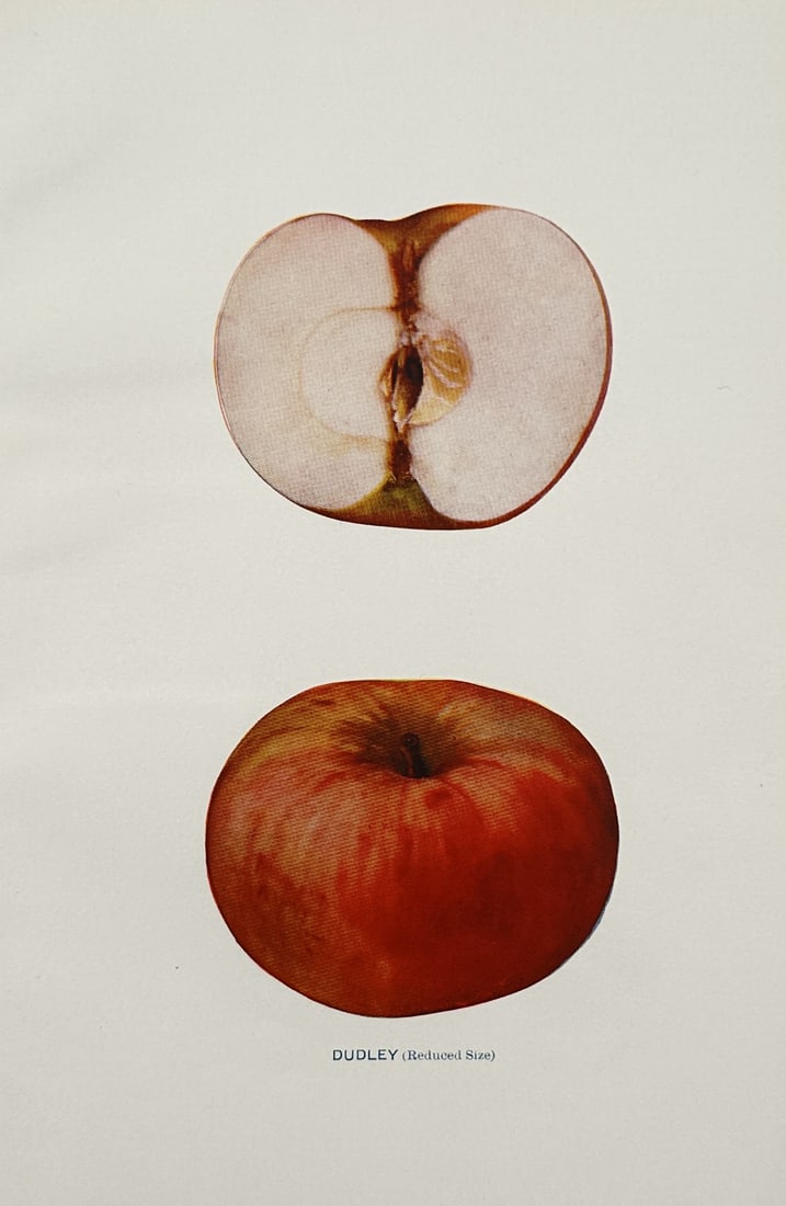 Spencer Ambrose Beach (1860–1922) – Study of a Dudley Apple – Lithograph (20th Century) (1 of 2)