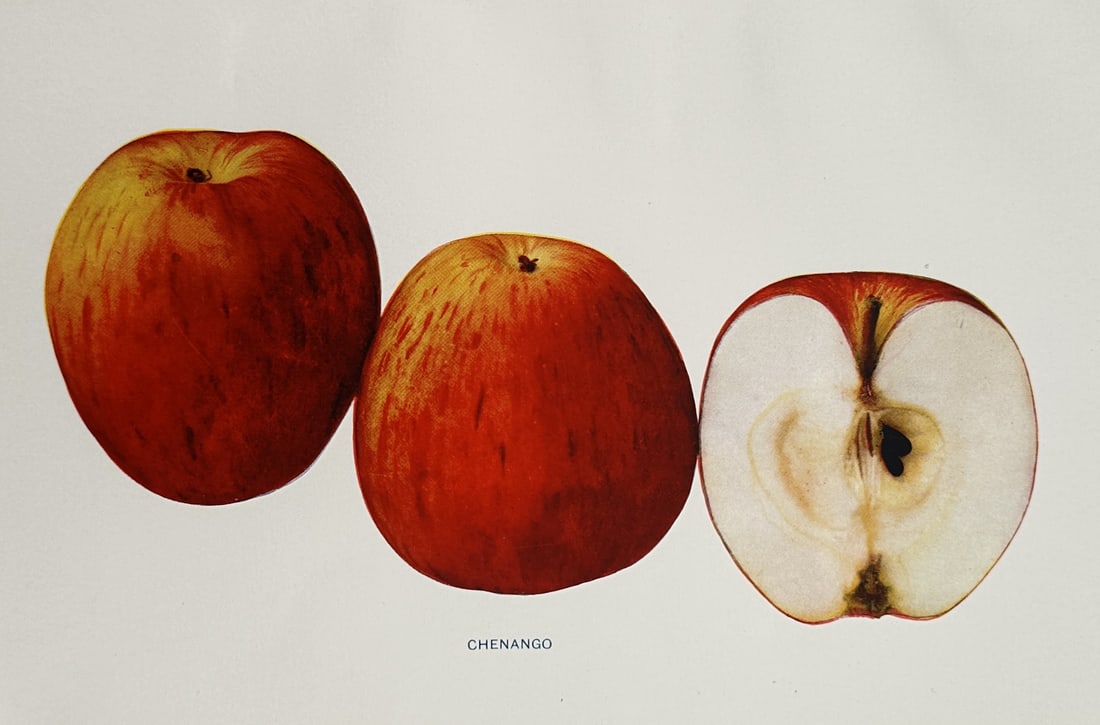 Spencer Ambrose Beach (1860–1922) – Study of a Chenango Apple – Lithograph (20th Century) (1 of 2)