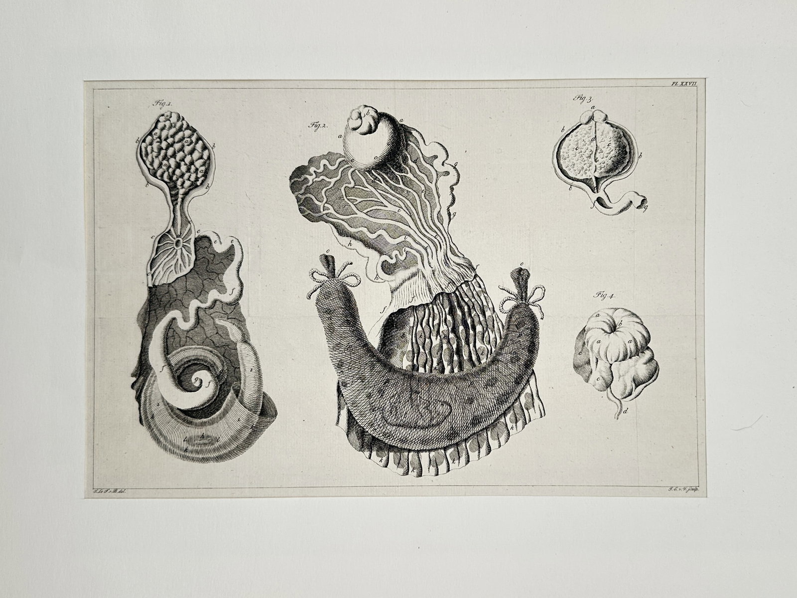 Jean-Baptiste Marc Bourgery – Studies of Marine Invertebrate Anatomy – Engraving (18th Century) (1 of 1)