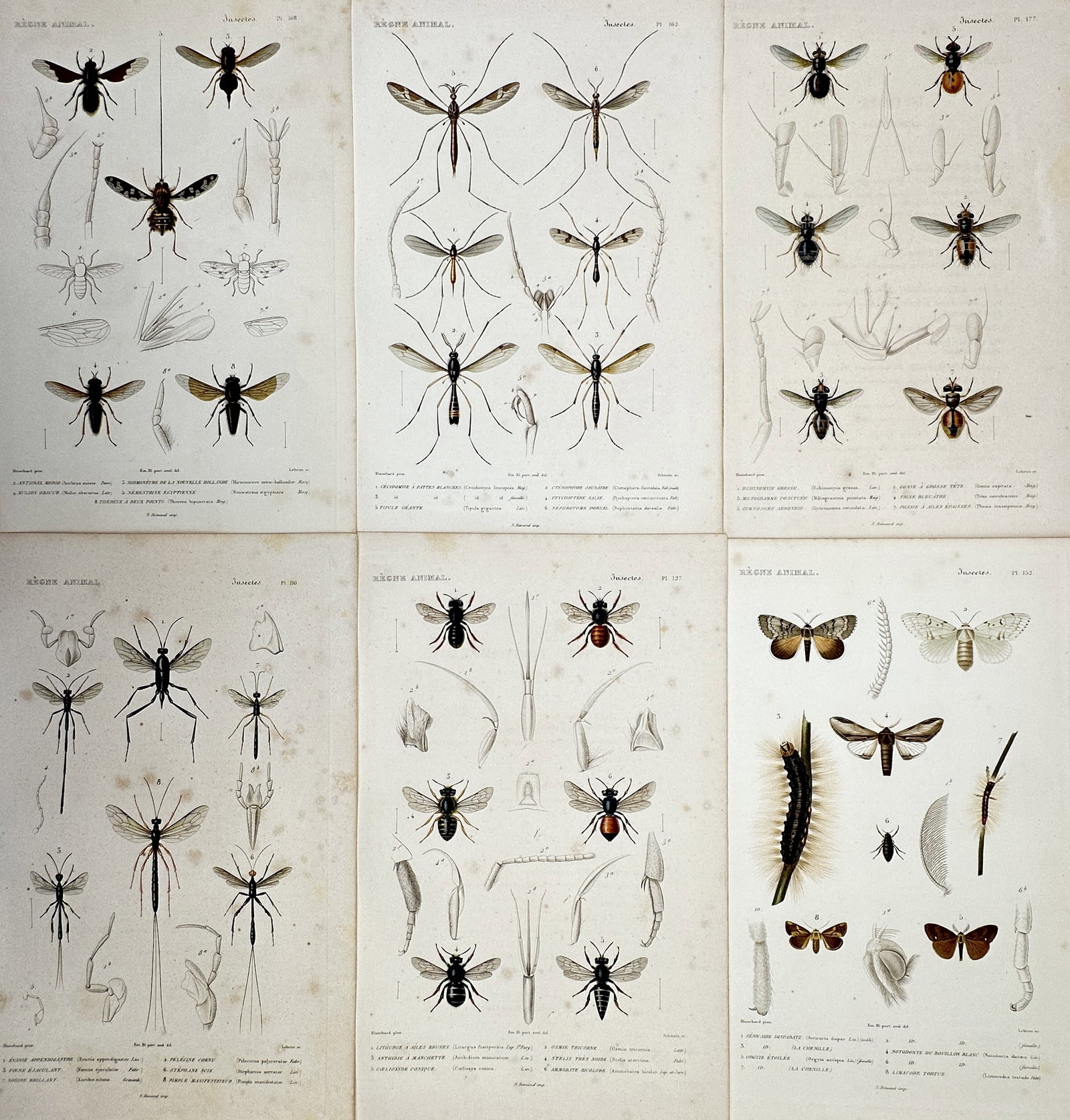 Georges Cuvier – Set of 6: Insect Metamorphosis & Orders (Lepidoptera, Diptera) (1 of 2)