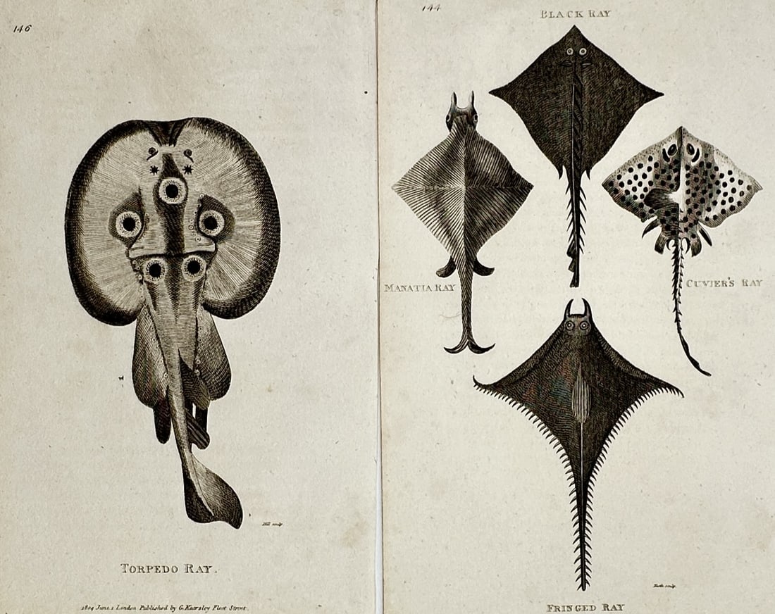 George Shaw – Set of 2: Various Elasmobranchs (Torpedo & Painted Rays) – Copperplate Engraving (1 of 2)