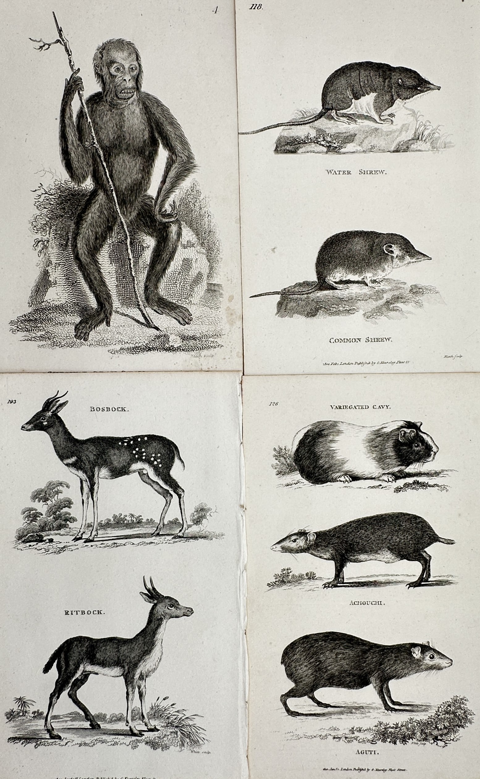 George Shaw – Set of 4: Various Mammals (Apes, Antelopes, Shrews & Cavies) (1 of 2)