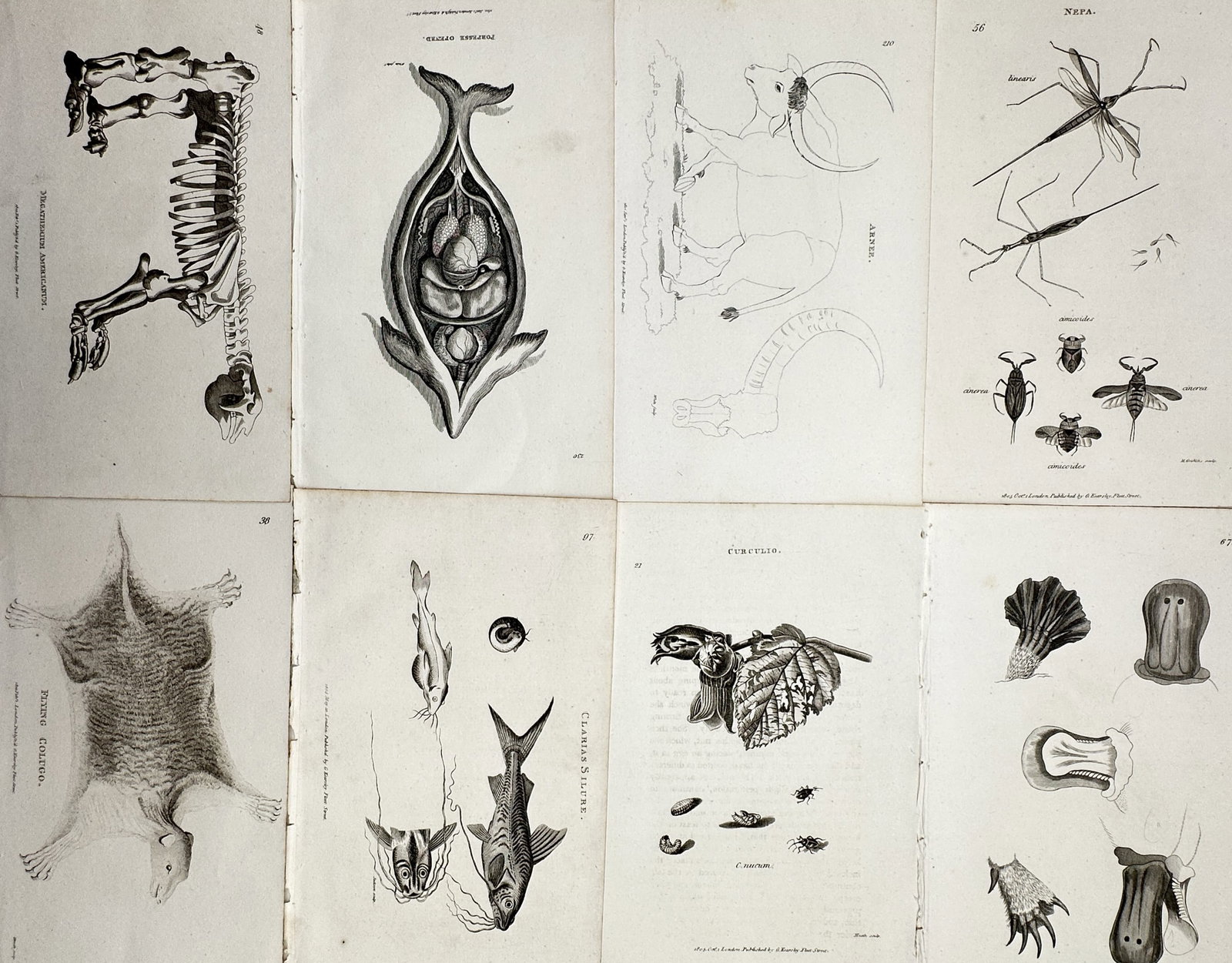George Shaw – Set of 8: Mixed Natural History & Anatomy (Platypus, Insects, Fish & Osteology) (1 of 2)