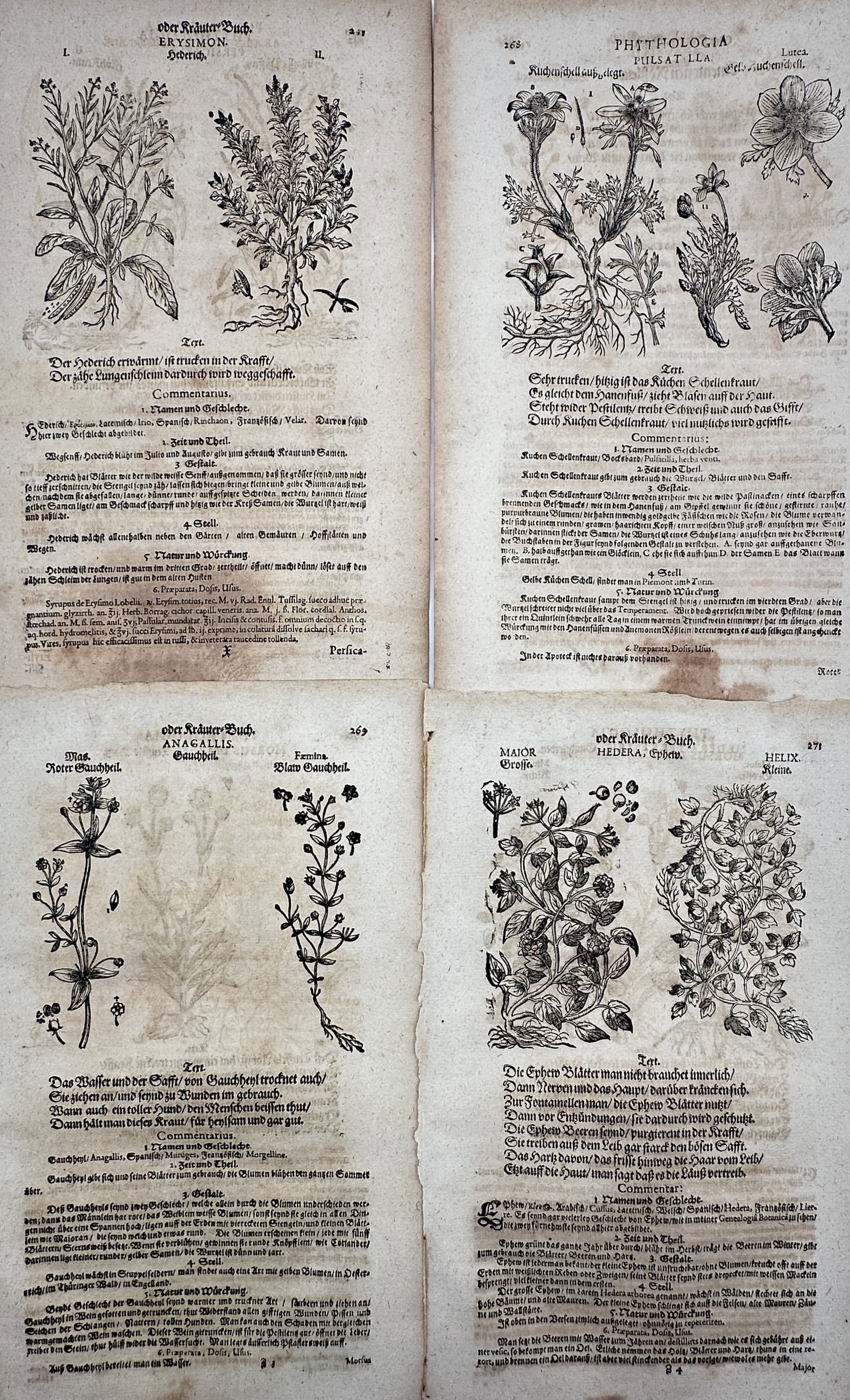 Pietro Andrea Mattioli – Set of 4: German Medical Herbal Plants (Pulsatilla, Anagallis & Erysimon) (1 of 2)
