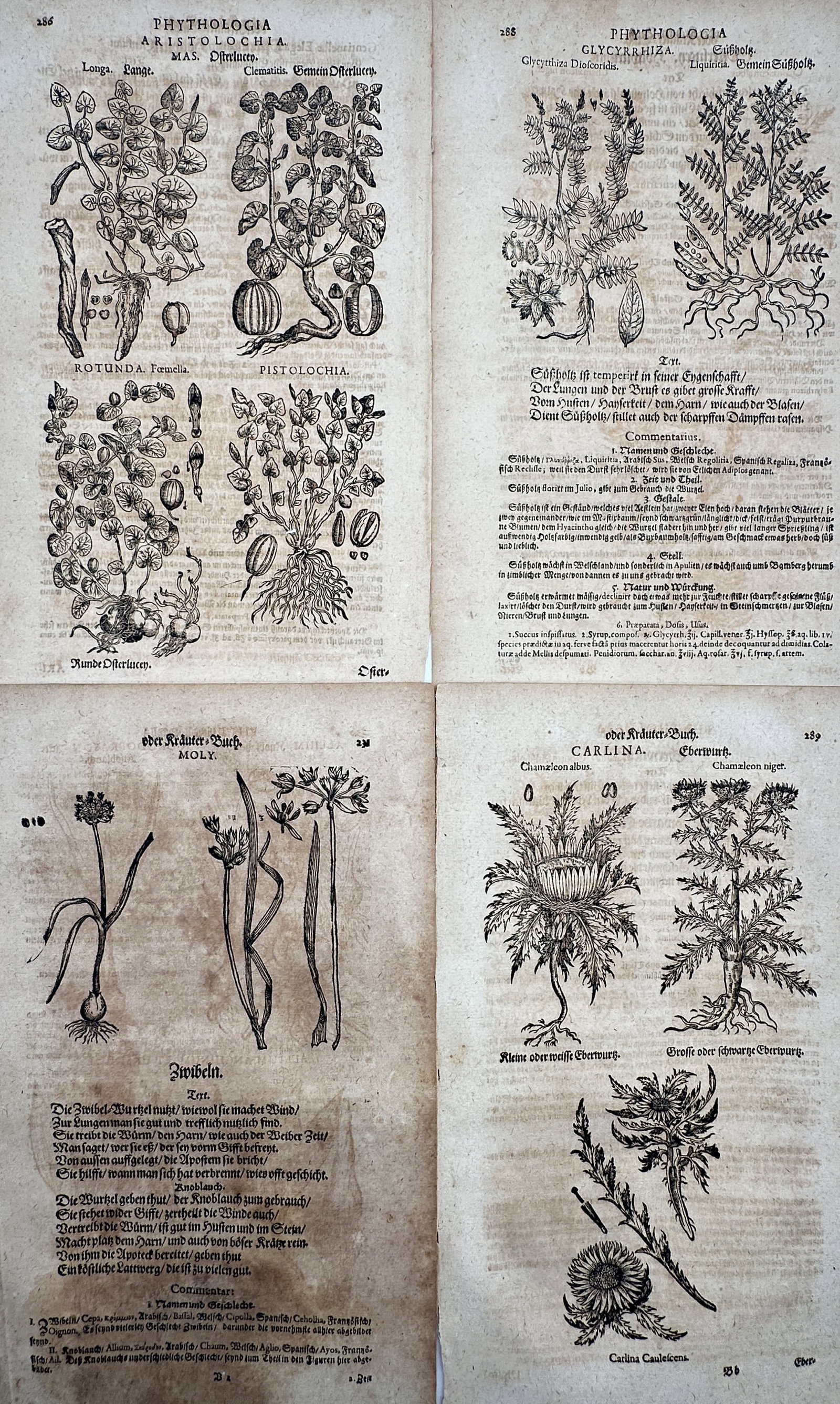 Pietro Andrea Mattioli – Set of 4: German Medical Herbal Plants (Aristolochia, Glycyrrhiza) (1 of 2)
