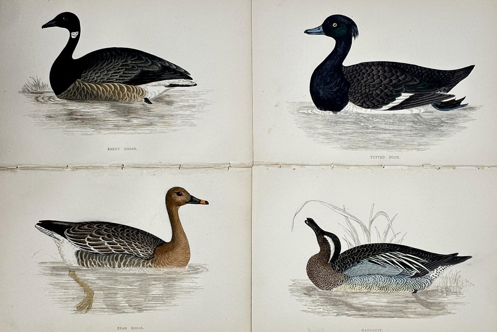 Francis Orpen Morris – Set of 4: Various British Waterfowl (Geese, Scaup & Garganey) (1 of 2)