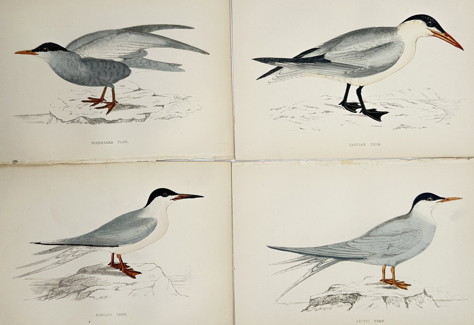 Francis Orpen Morris – Set of 4: Various British Seabirds (Whiskered, Caspian, Roseate): This monumental zoological work features a highly detailed set of four ornithological plates showcasing various species of British seabirds, depicting complex anatomical details, plumage patterns, fea