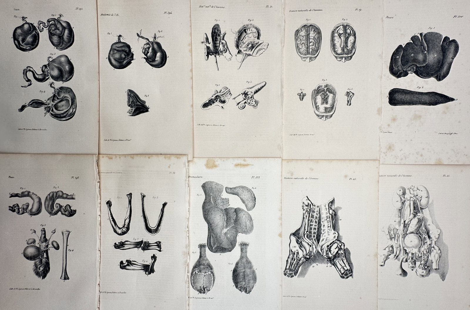 Théodore Lejeune – Set of 10: Comparative Cardiology, Neurology & Visceral Systems – Lithograph (1 of 2)
