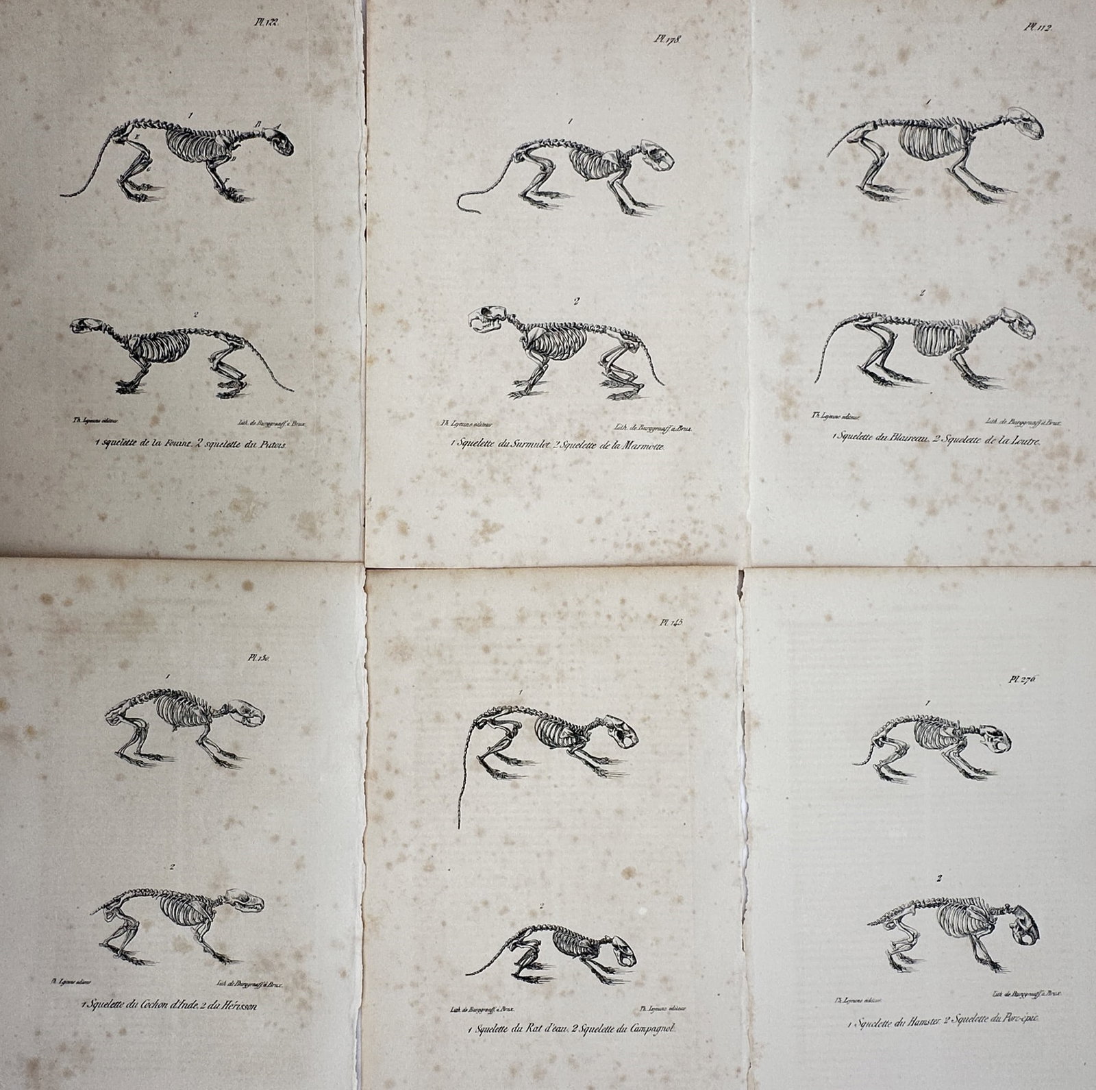 Théodore Lejeune – Set of 6: Comparative Osteology and Quadruped Skeletons – Lithograph (1 of 2)