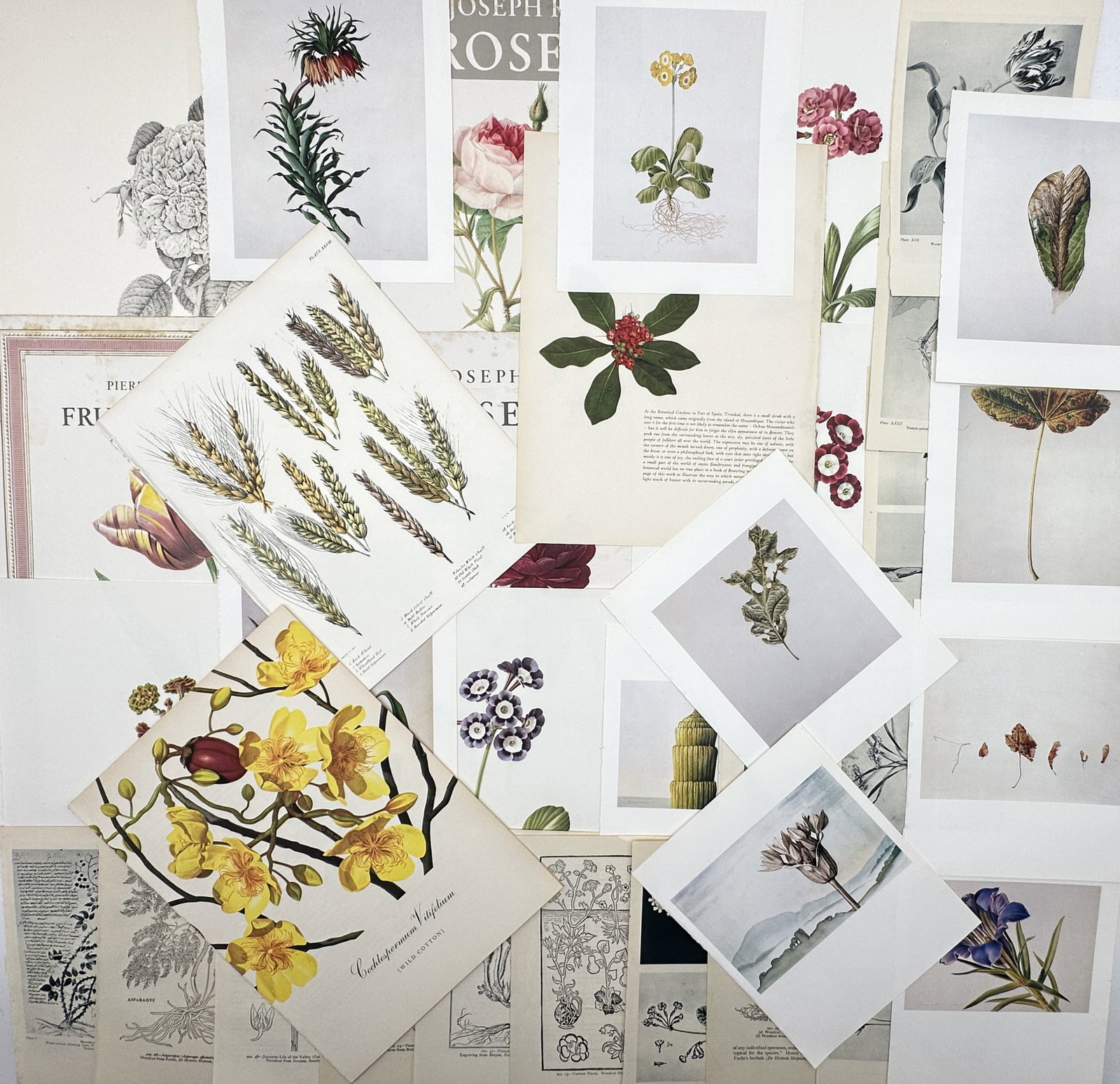 Various Artists – Set of approx. 35: Botanical Studies and Floral Surveys – Lithograph and (1 of 2)
