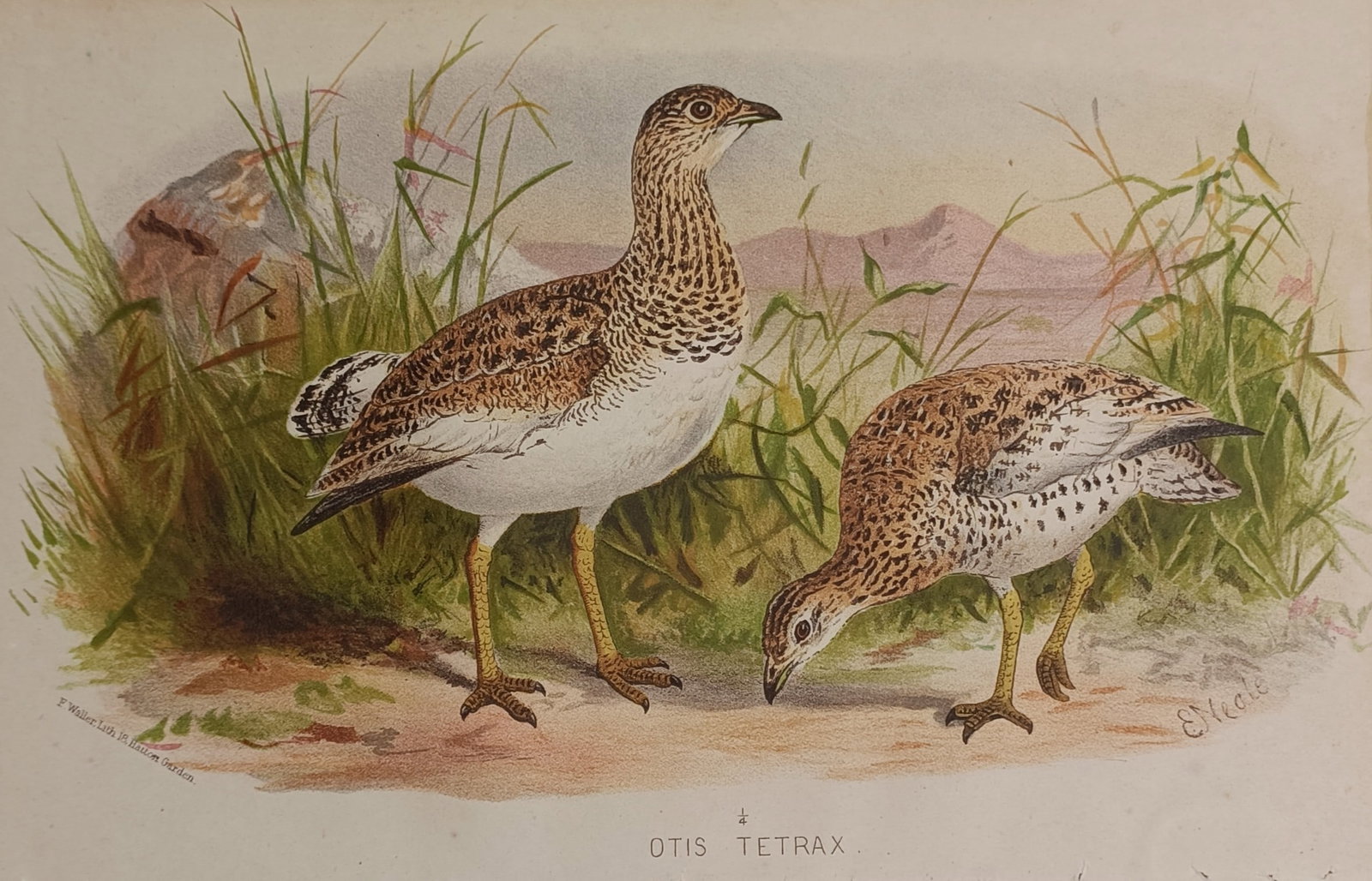 Edward Neale (1803–1872) – Little Bustard – Hand-coloured lithograph (19th Century) (1 of 2)