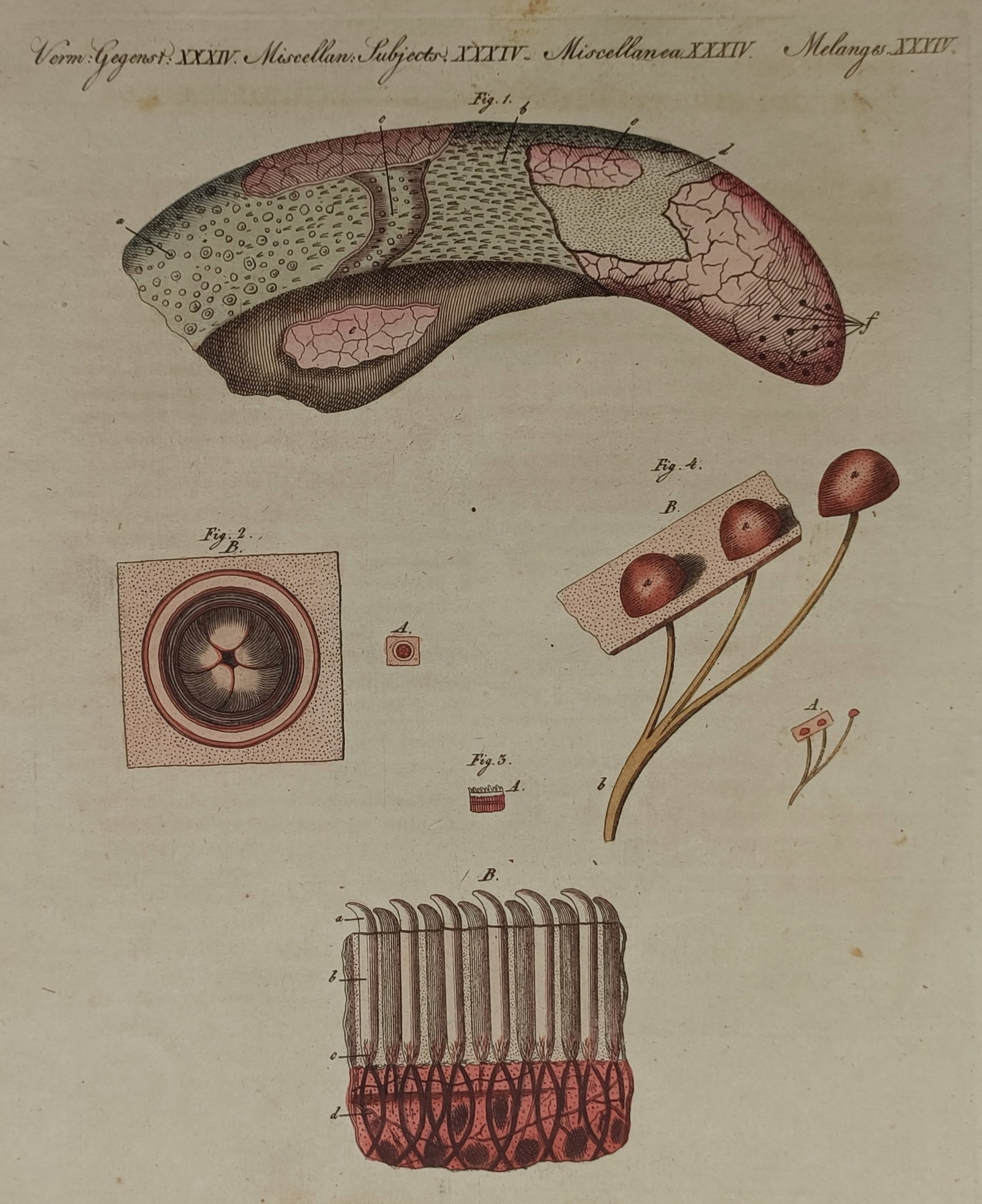 Friedrich Justin Bertuch – Scientific Illustrations of Botanical and Biological Subjects (1 of 2)