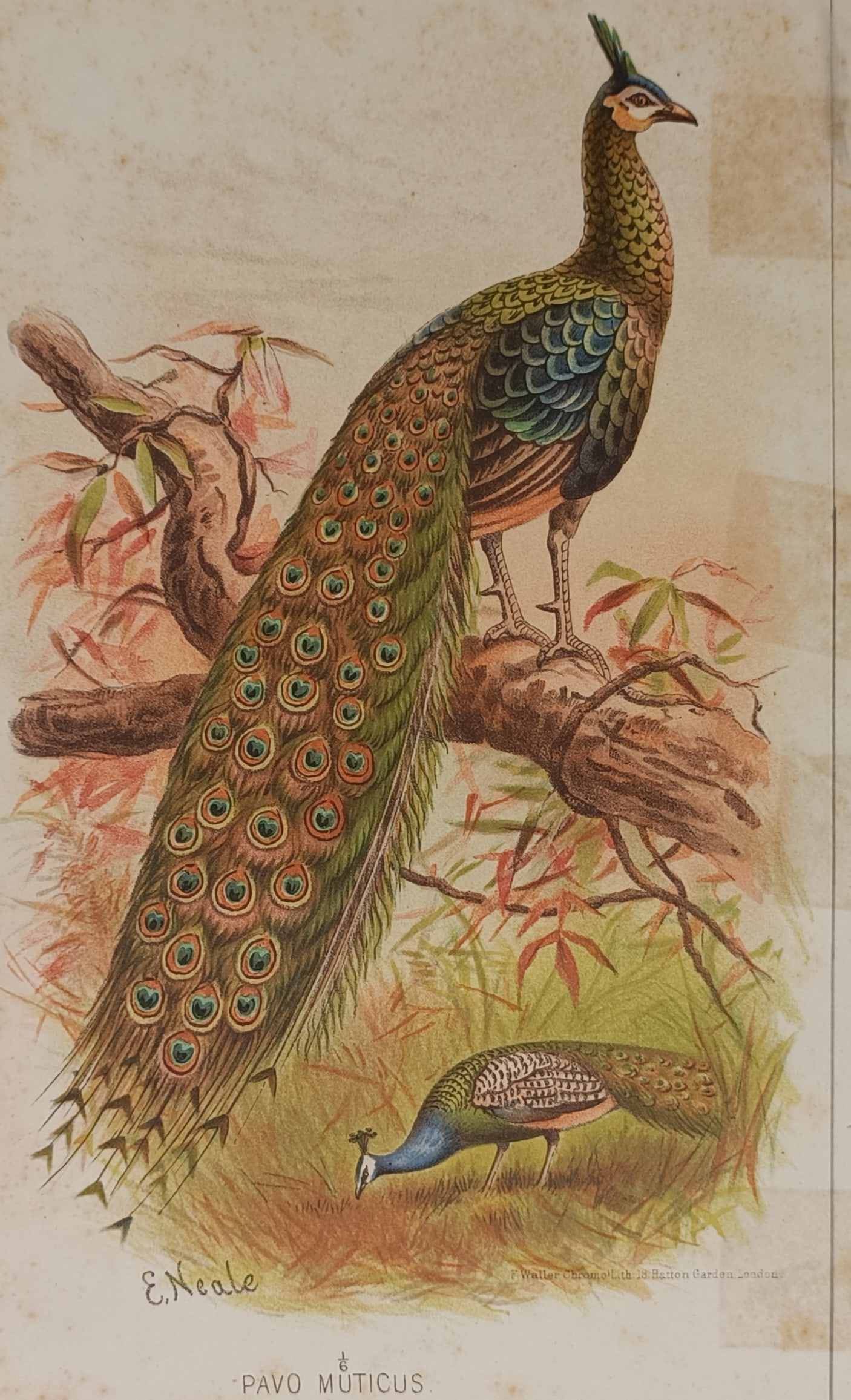Edward Neale (1803–1872) – Green Peafowl – Hand-coloured lithograph (19th Century) (1 of 2)