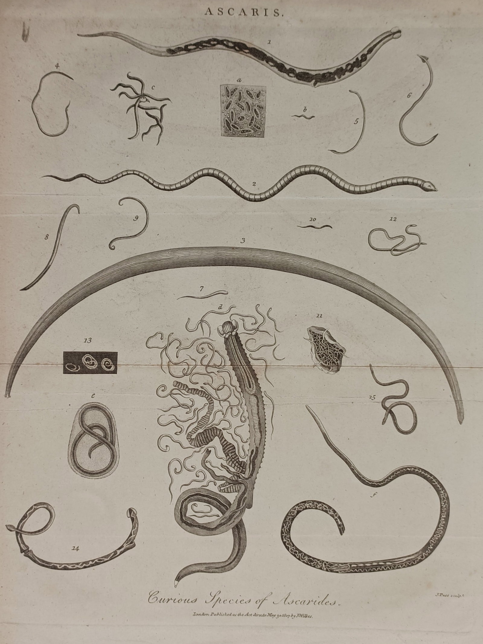 John Wilkes (1750–1810) – Curious Species of Ascarides – Engraving (1802) (1 of 2)