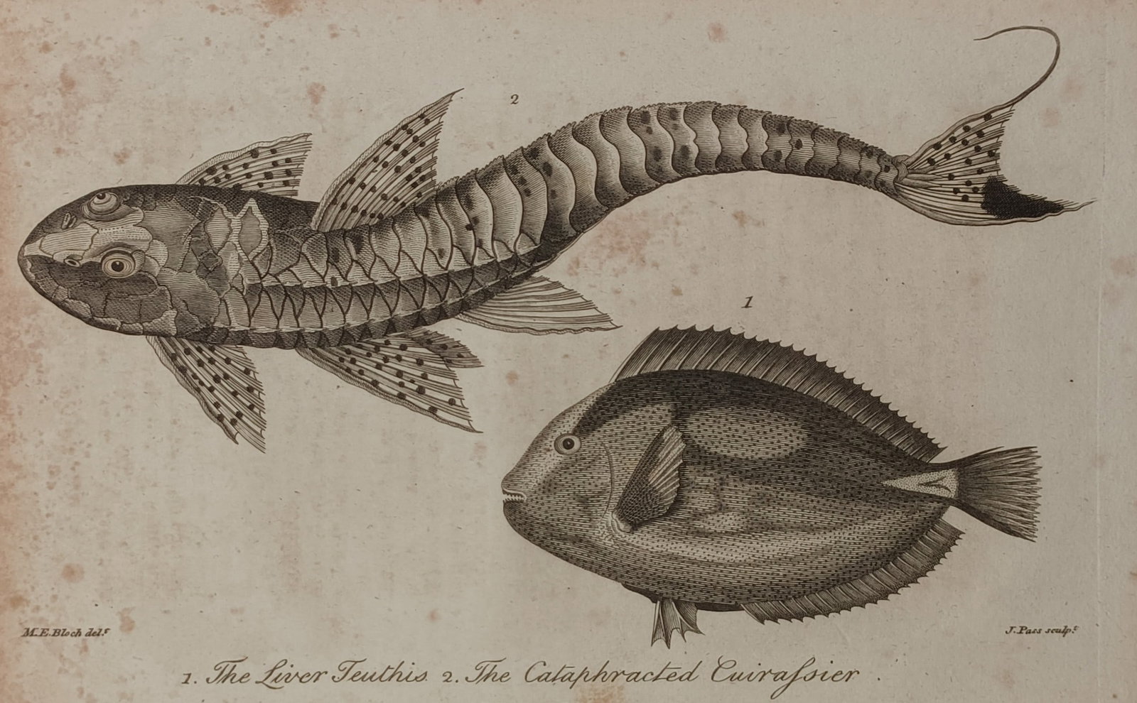 John Wilkes (1750–1810) – The Liver Teuthis and the Cataphracted Cuirassier – Engraving (1801) (1 of 2)