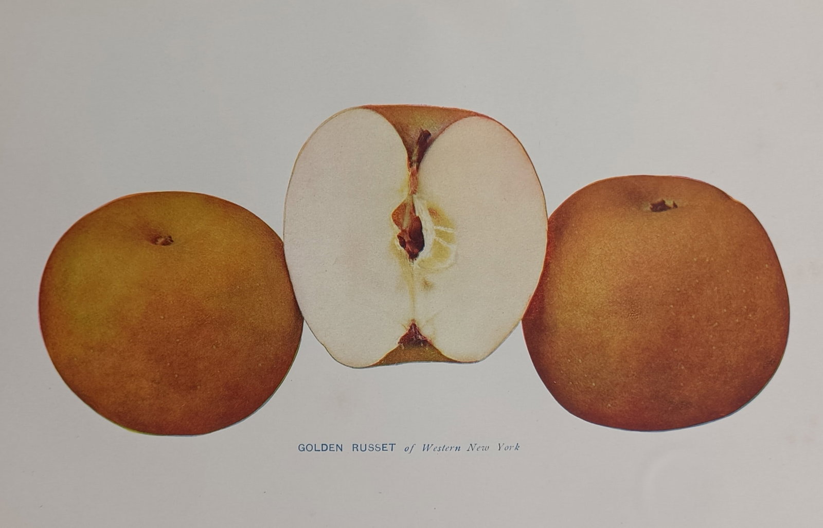 Spencer Ambrose Beach (1860–1922) – Golden Russet of Western New York – Chromolithograph: "Golden Russet of Western New York." This botanical study presents the Golden Russet apple variety, featuring two whole fruits displayed alongside a cross-section that reveals the interior flesh and s