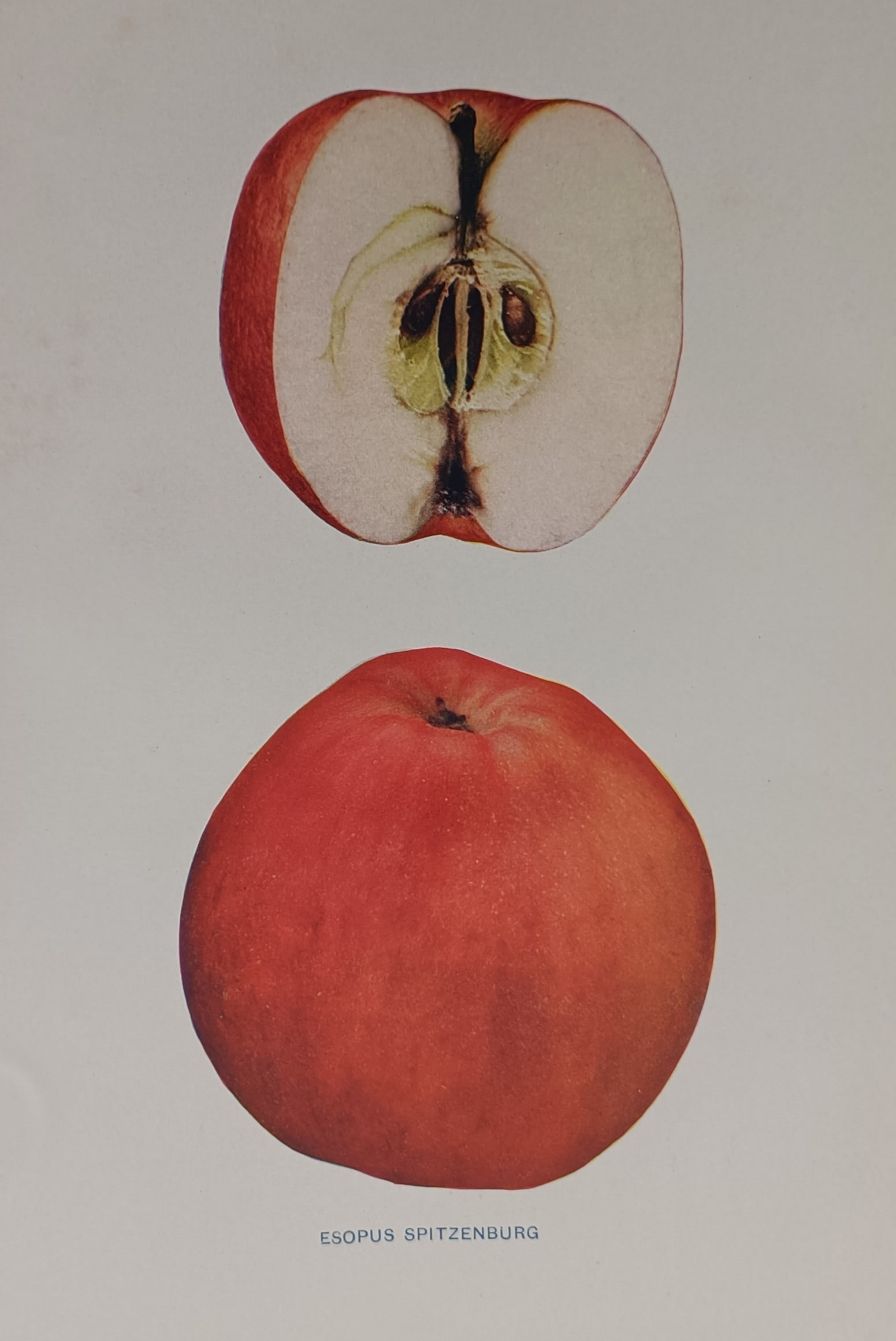 Spencer Ambrose Beach (1860–1922) – Esopus Spitzenburg – Chromolithograph (1905): "Esopus Spitzenburg." This botanical study presents the Esopus Spitzenburg apple variety, displaying a whole fruit alongside a longitudinal cross-section that reveals the interior flesh and seed struc