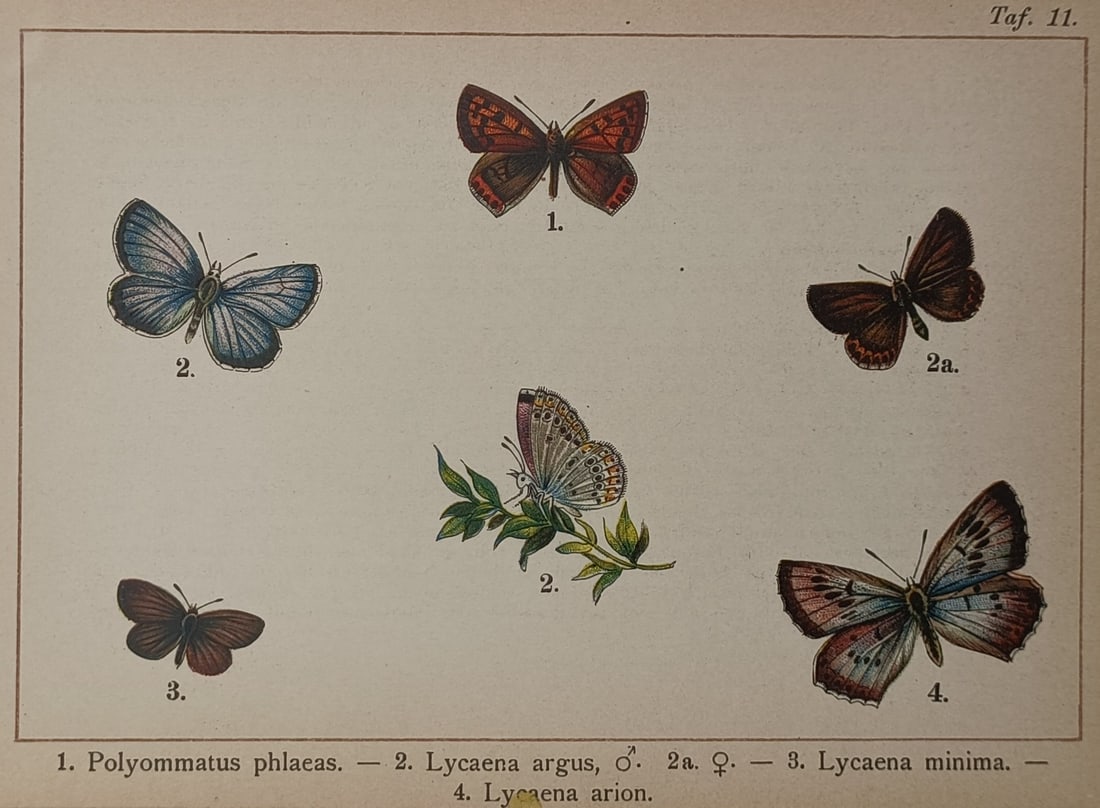 Gottfrid Adlerz (1858–1940) – Butterfly Species – Lithograph (circa 1905): "Polyommatus phlaeas." This scientific plate illustrates several butterfly species, detailing their distinct wing patterns, coloration, and morphological characteristics. The work is presented as a re