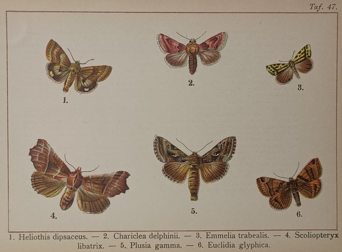Gottfrid Adlerz (1858–1940) – Moth Species – Lithograph (circa 1905) (1 of 2)