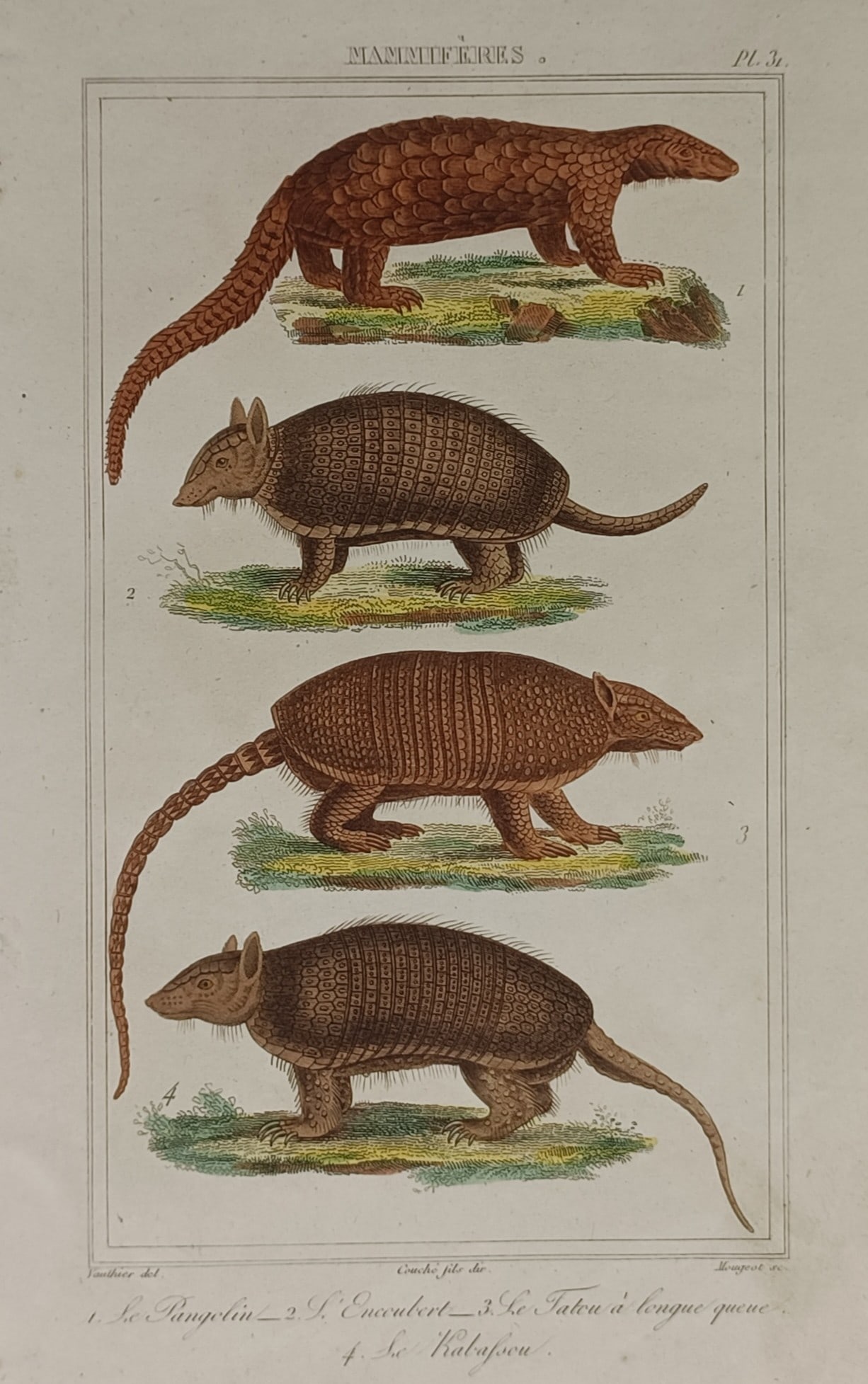 Georges-Louis Leclerc, Comte de Buffon – Studies of Armadillos and Pangolins (1 of 2)