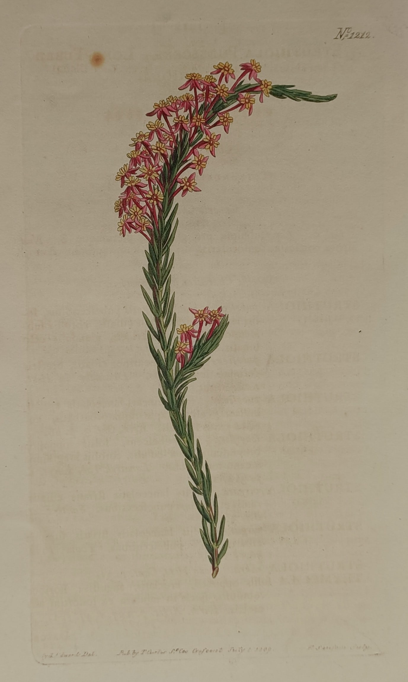 William Curtis (1746–1799) – Botanical Illustration of Erica – Hand-coloured engraving (18th (1 of 2)