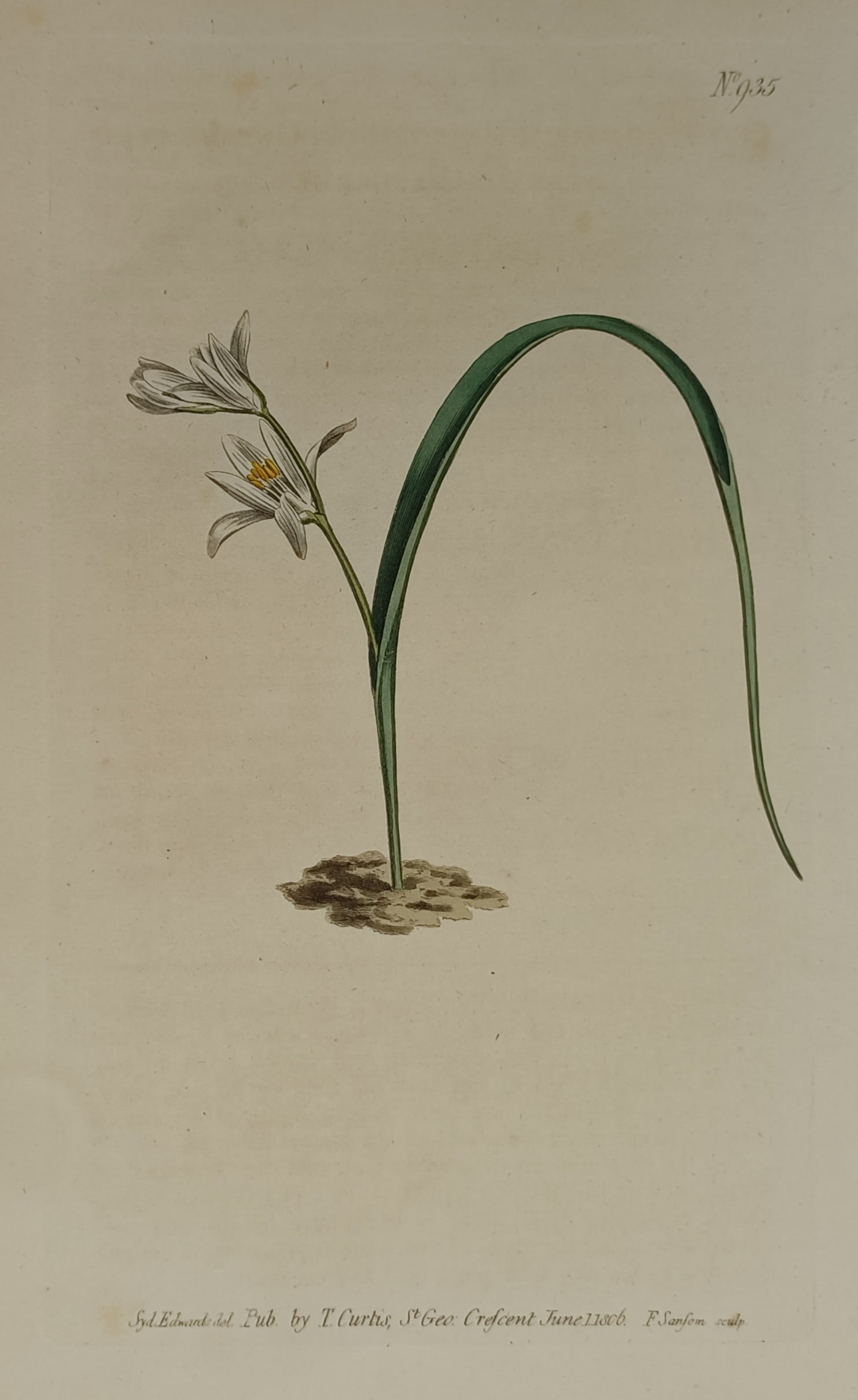 William Curtis (1746–1799) – Botanical Illustration of Ornithogalum – Hand-coloured engraving (1 of 2)