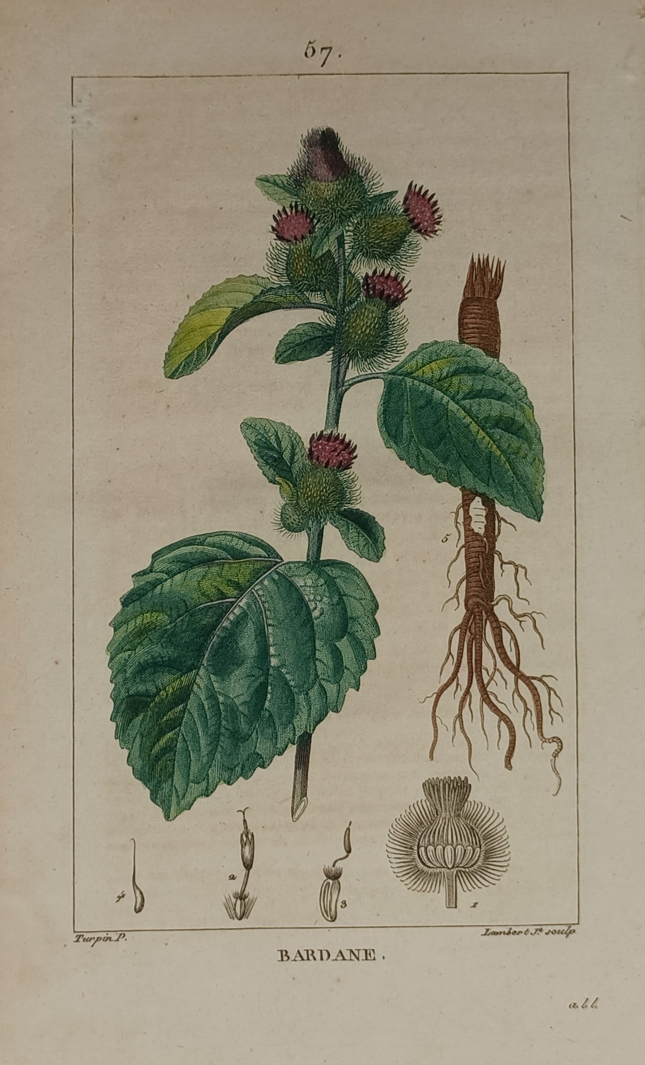 Pierre Jean François Turpin – Botanical Illustration of Burdock – Hand-coloured engraving: "Bardane." This botanical illustration depicts a specimen of the burdock plant, showing its broad, textured green leaves, distinctive flower heads, and an exposed root structure. The print provides a 