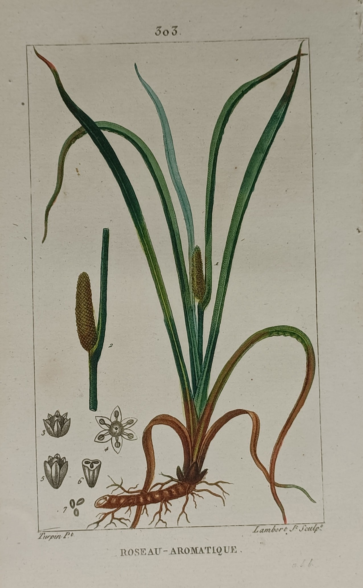 Pierre Jean François Turpin – Botanical Illustration of Sweet Flag – Hand-coloured engraving (1 of 2)
