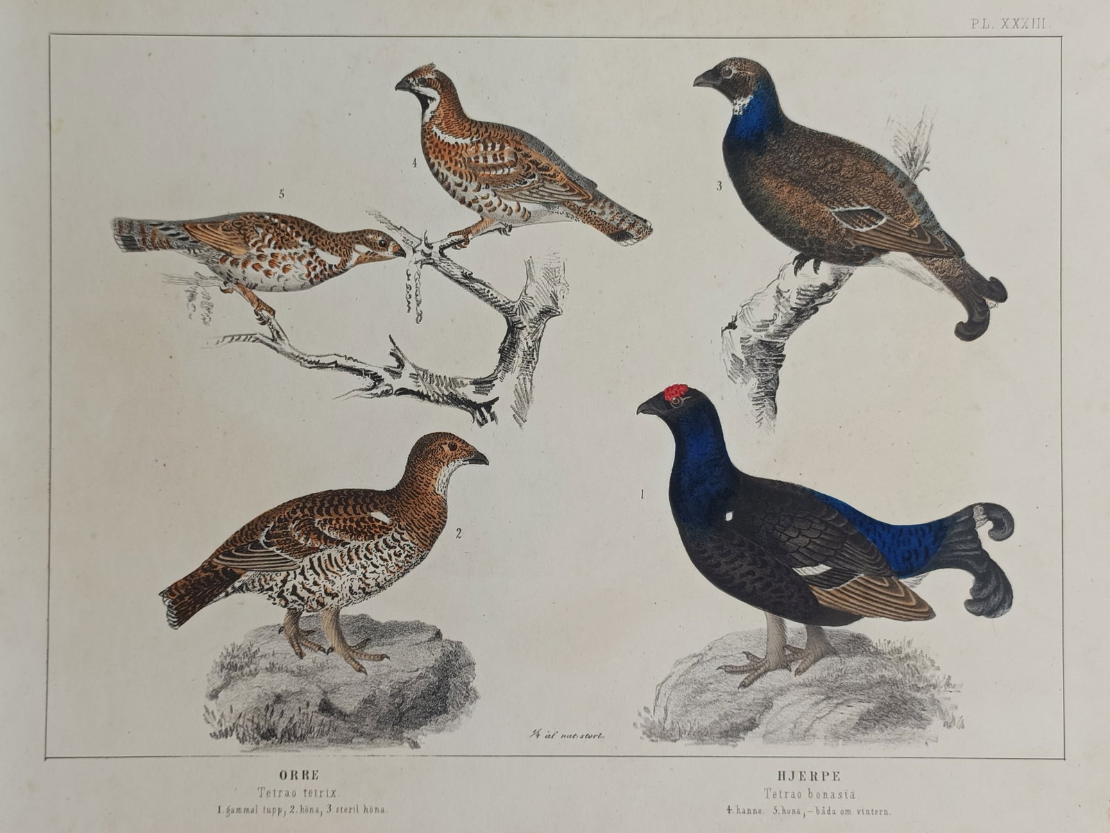 Peter Åkerlund (1820–1890) – Ornithological Study of Grouse – Lithograph (19th Century) (1 of 2)