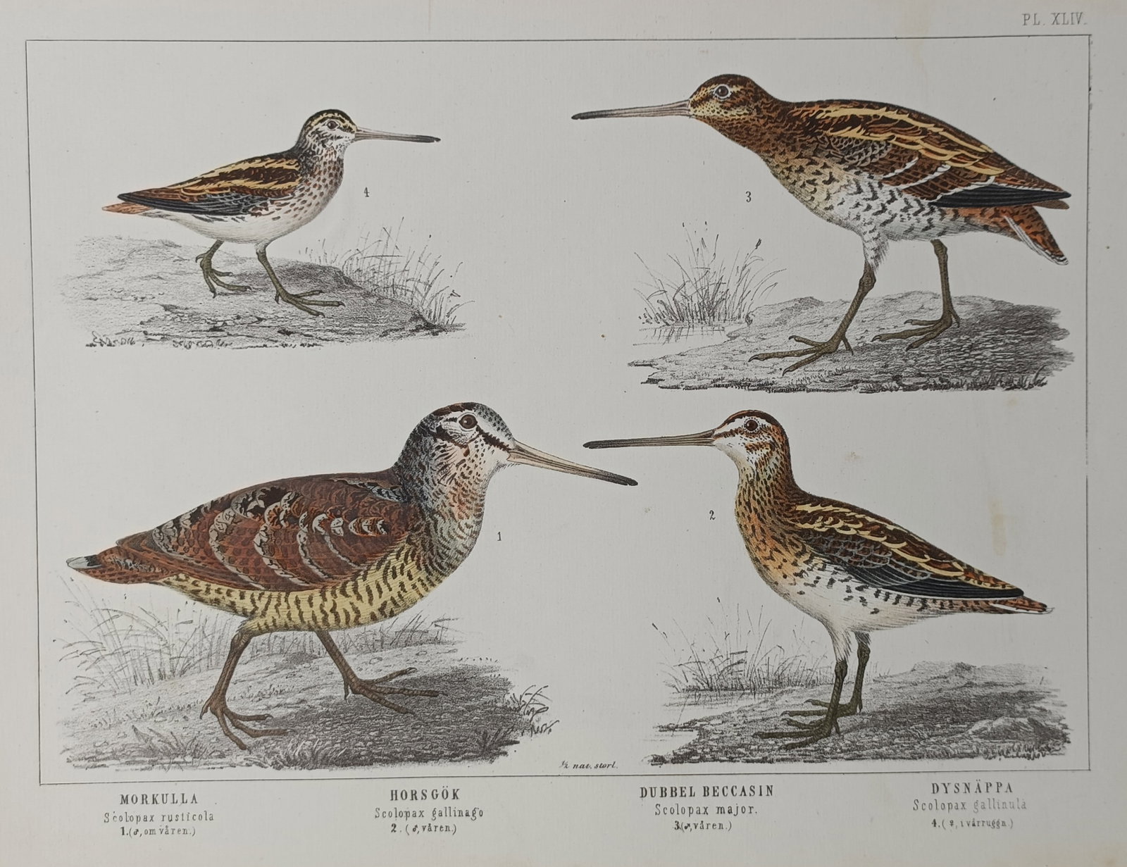 Peter Åkerlund (1820–1890) – Ornithological Study of Wading Birds – Lithograph (19th Century) (1 of 2)