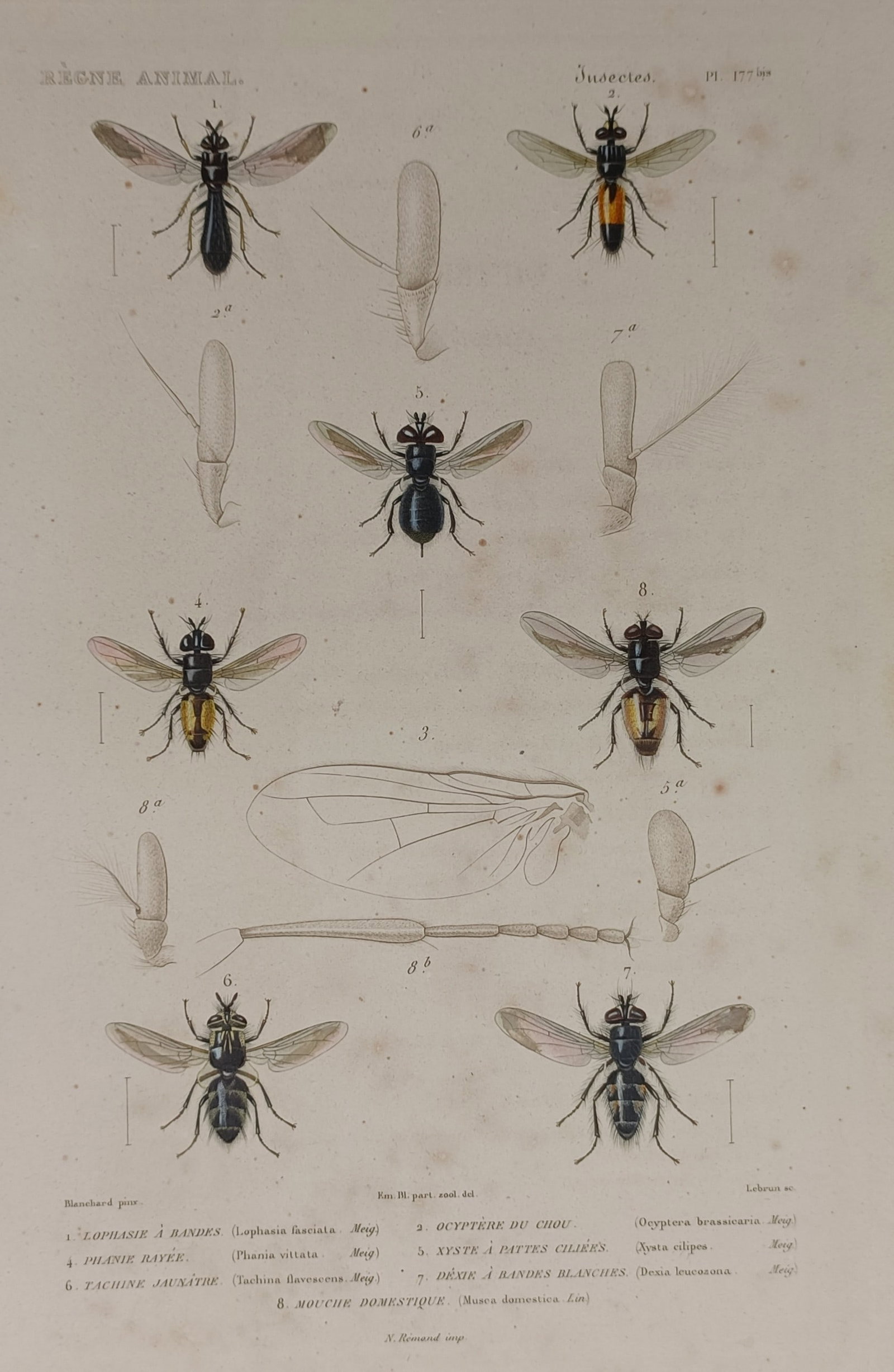 Georges Cuvier (1769–1832) – Studies of Diptera Morphology – Hand-coloured engraving (1 of 2)
