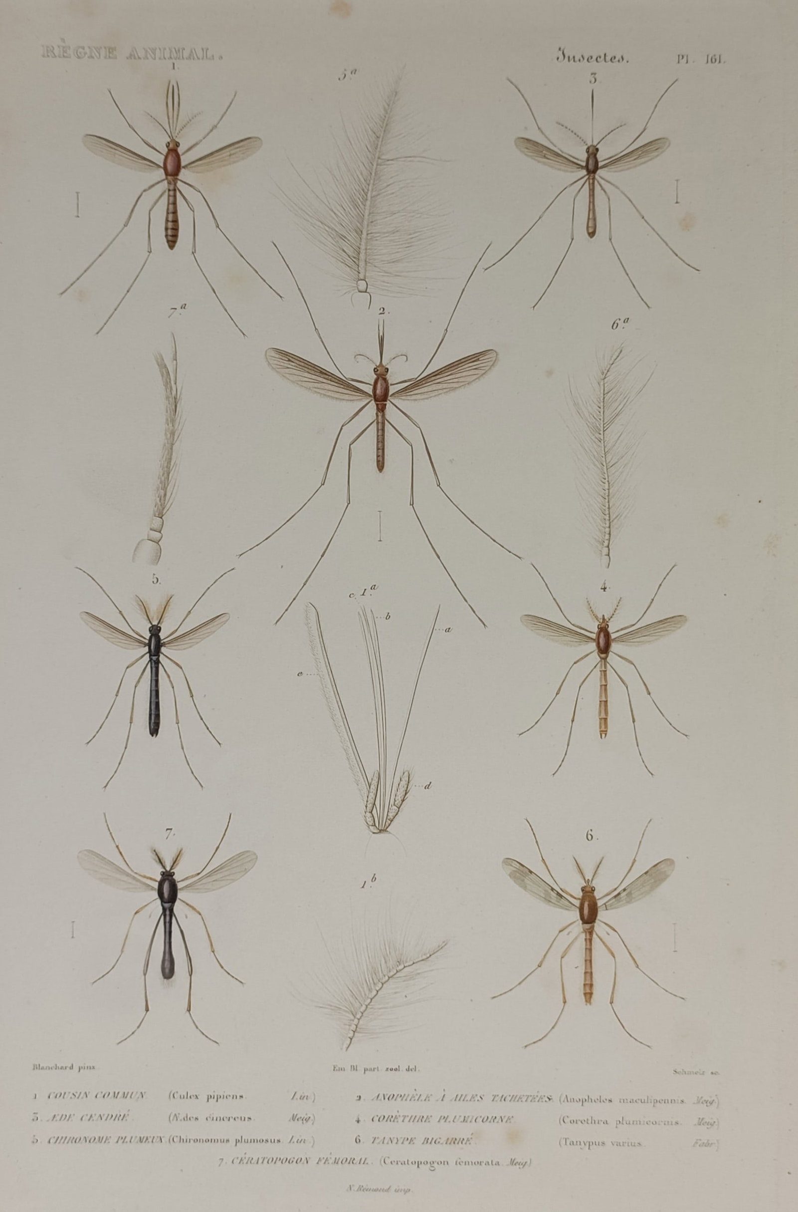 Georges Cuvier (1769–1832) – Studies of Nematocera Morphology – Hand-coloured engraving (1 of 2)