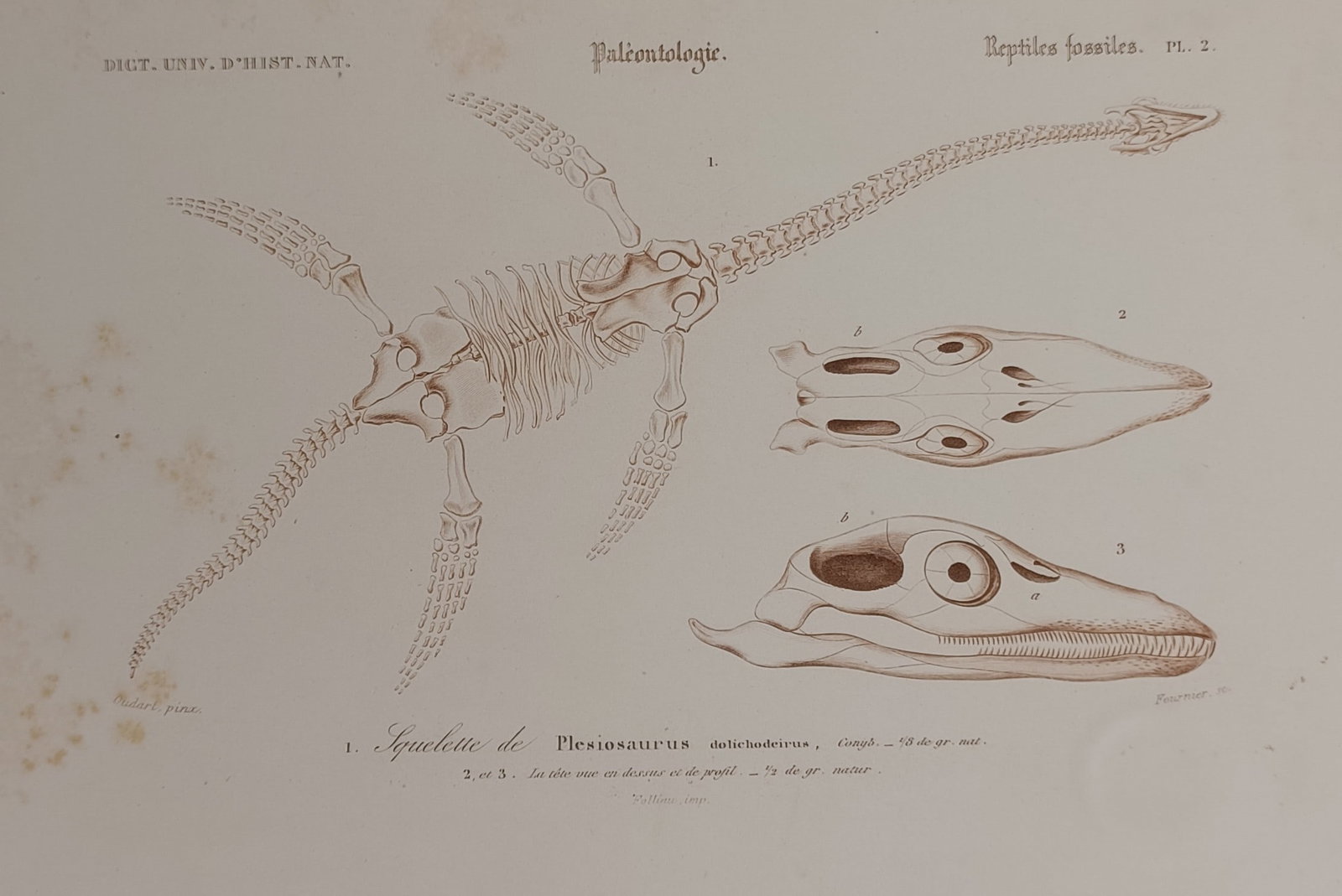 Charles d'Orbigny (1806–1876) – Paleontological Study of Plesiosaurus – Steel engraving (1849): "Squelette de Plesiosaurus." This scientific illustration presents the skeletal structure of a plesiosaur, featuring both a full body reconstruction and detailed views of the skull from different pers