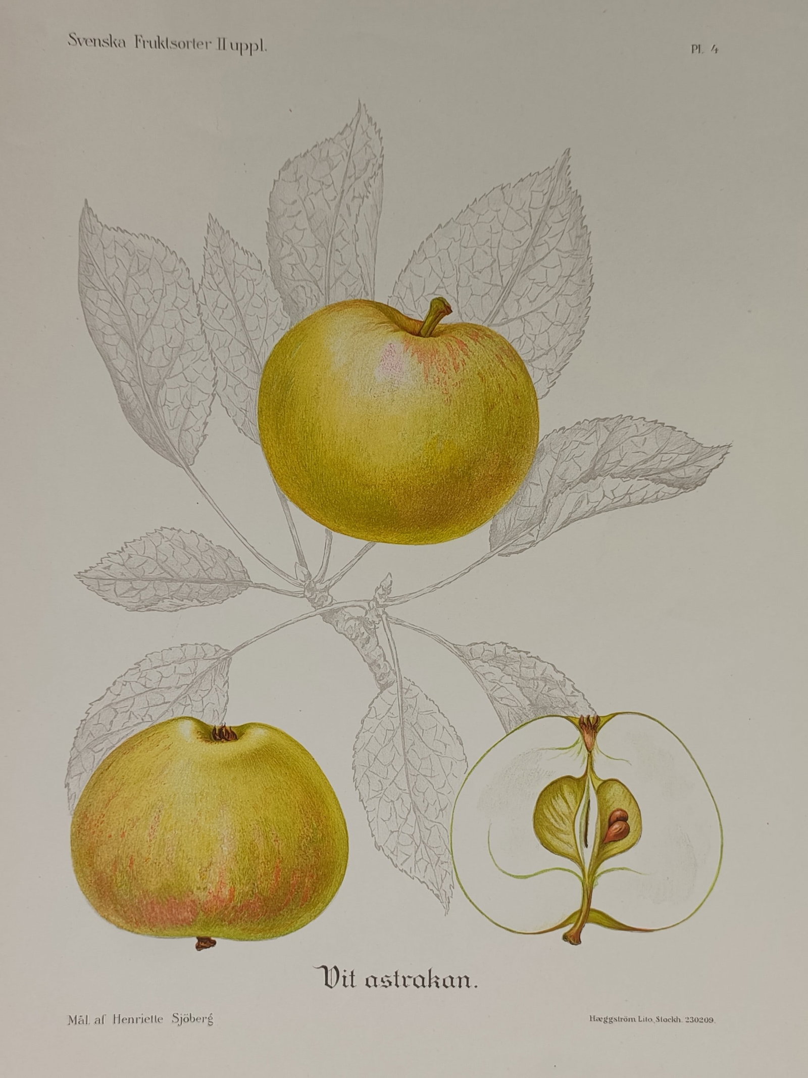 Henriette Sjöberg (1842–1915) – Botanical Illustration of White Astrachan Apple – Lithograph (1 of 2)
