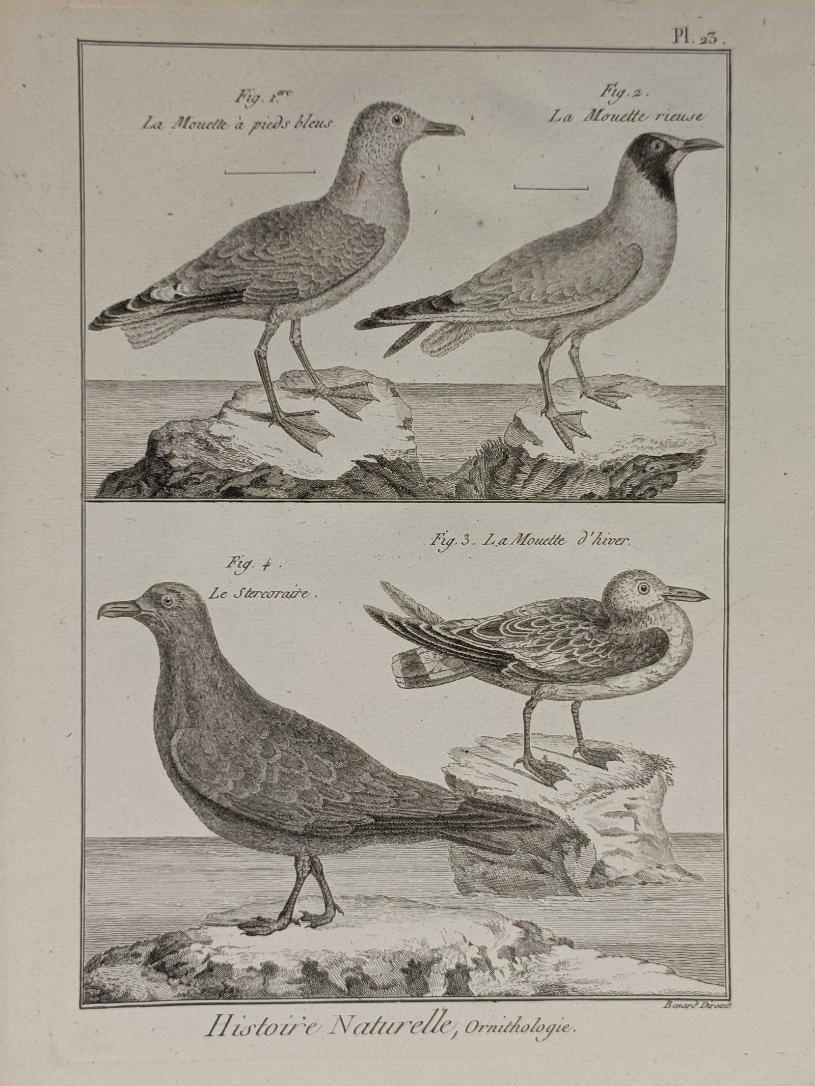 Robert Benard (1734–1785) – Ornithological Study of Gulls – Engraving (18th Century): "Histoire Naturelle, Ornithologie." This engraving features several species of gulls, capturing their distinct anatomical features and postures while standing on coastal rocks. The work was published 