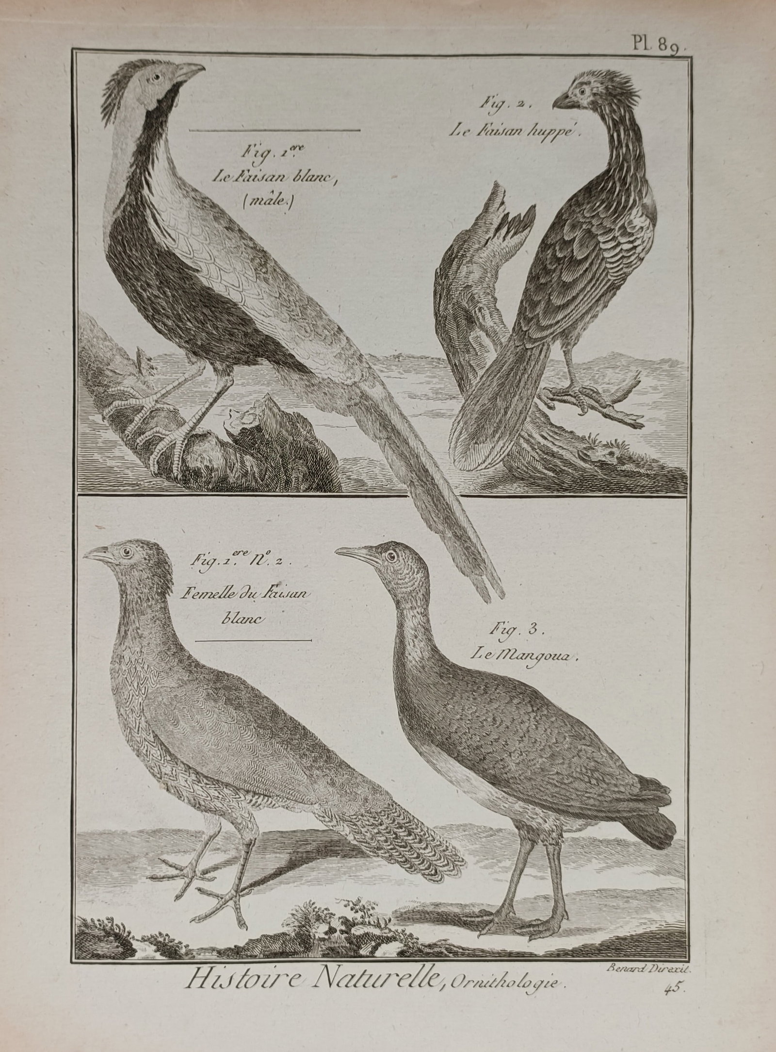 Robert Benard (1734–1785) – Ornithological Study of Pheasants – Engraving (18th Century) (1 of 2)