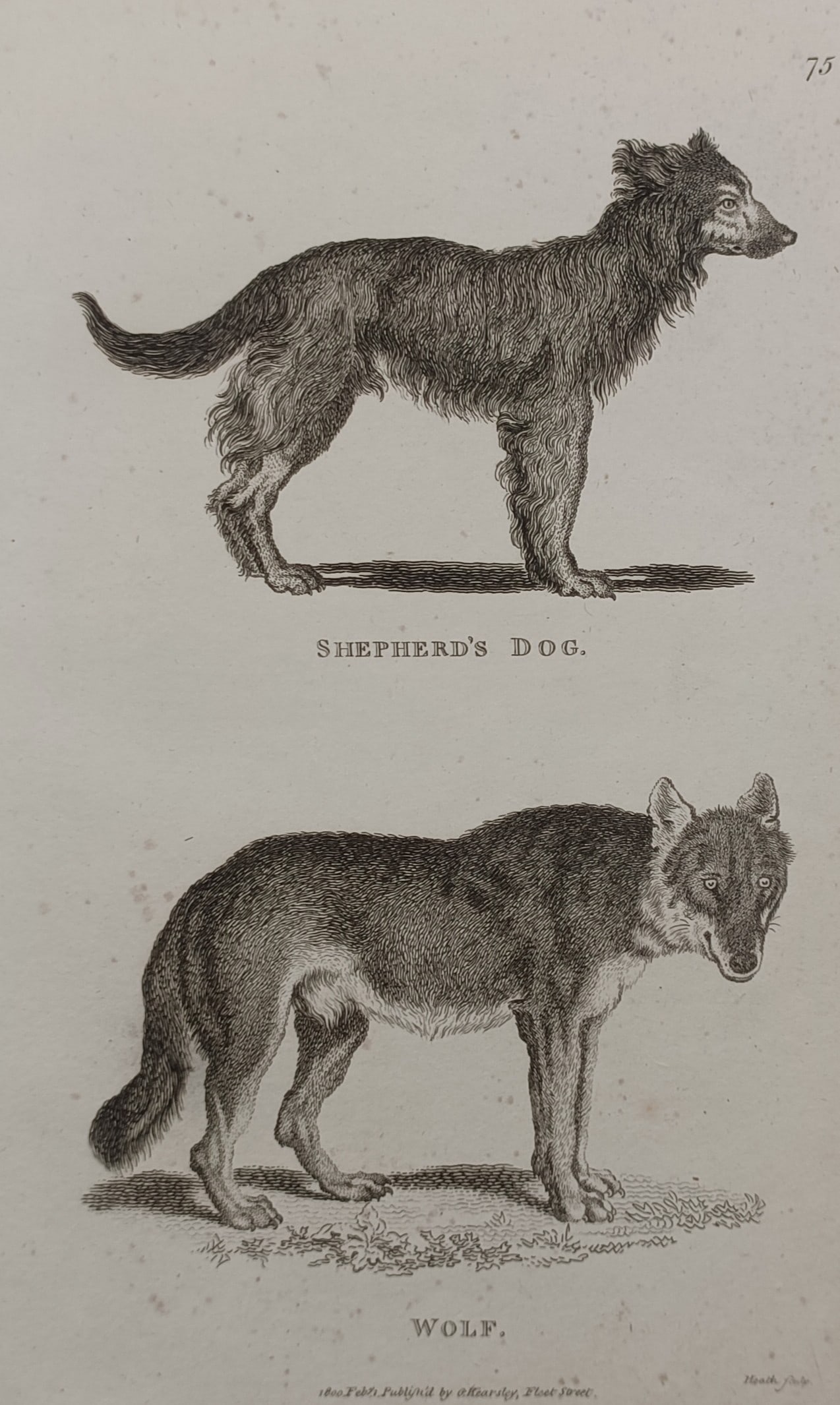 George Shaw (1751–1813) – Comparative Study of a Shepherd's Dog and a Wolf – Engraving: "Shepherd's Dog and Wolf." This engraving presents a comparative zoological study of a shepherd's dog and a wolf, highlighting their physical similarities and differences. The work was published as pa