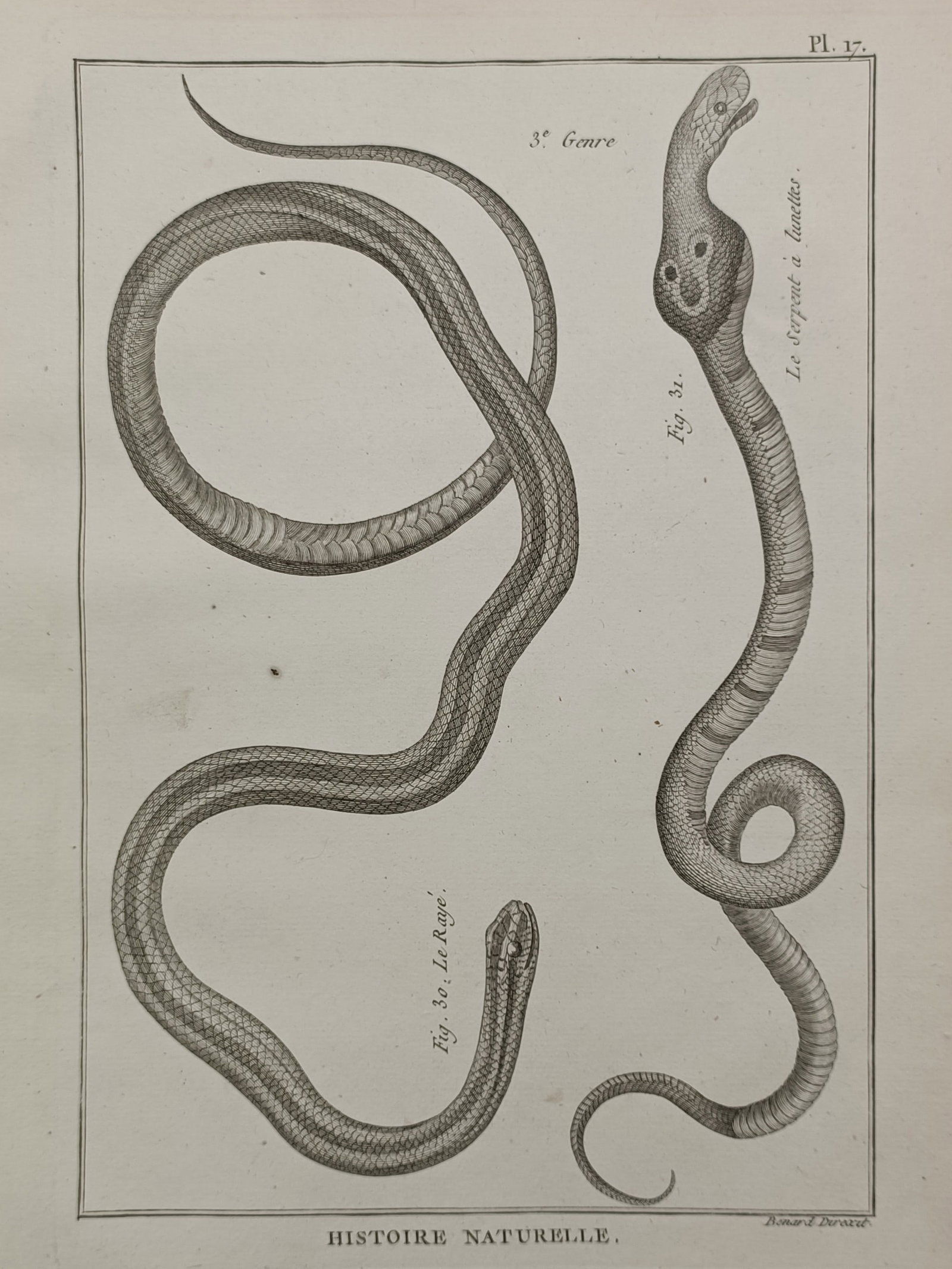 Robert Bénard (1734–1777) – Anatomical Study of Snakes – Engraving (18th Century) (1 of 2)