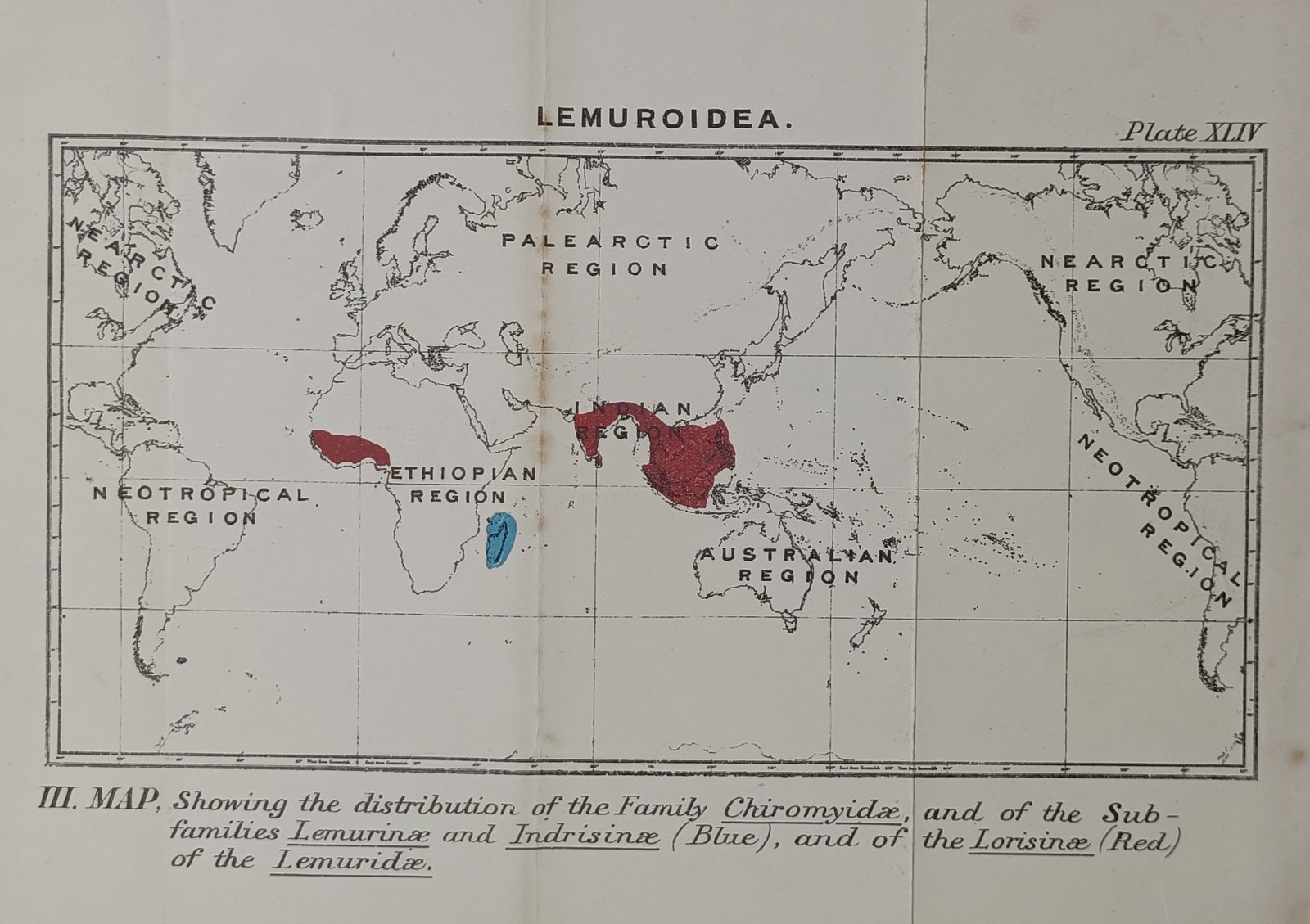 Dr. Henry Ogg Forbes (1851–1932) – Map of Global Lemuroidea Distribution – World – Engraving (1 of 2)