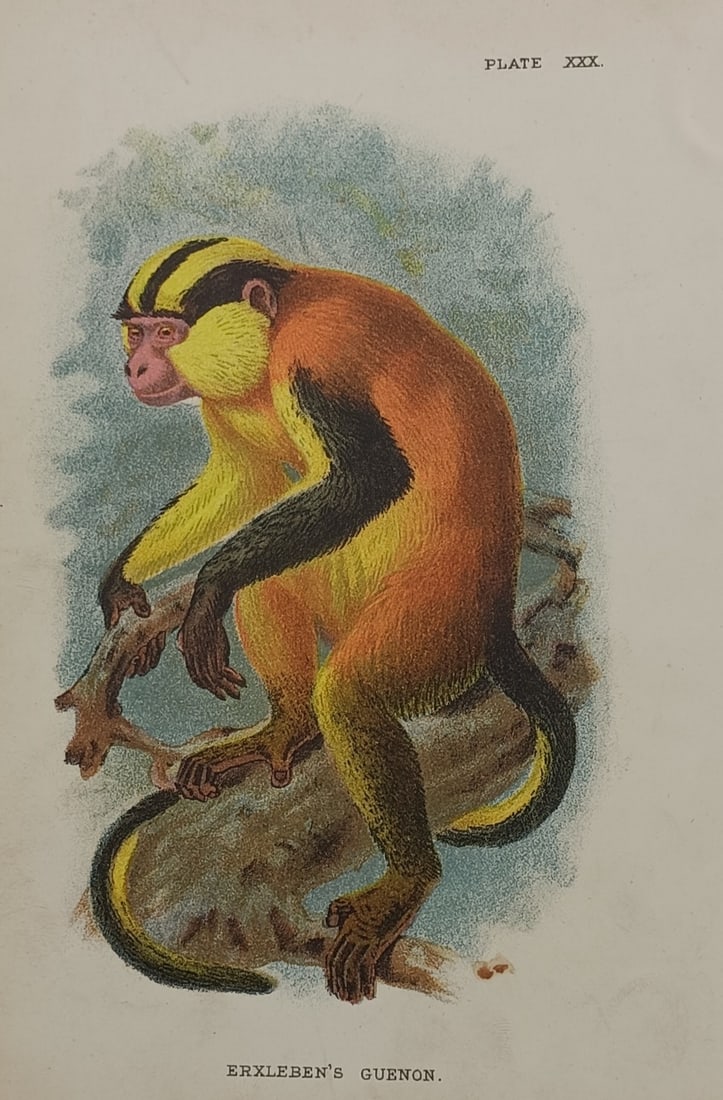 Dr. Henry Ogg Forbes (1851–1932) – Erxleben's Guenon – Hand-coloured engraving (19th Century) (1 of 2)