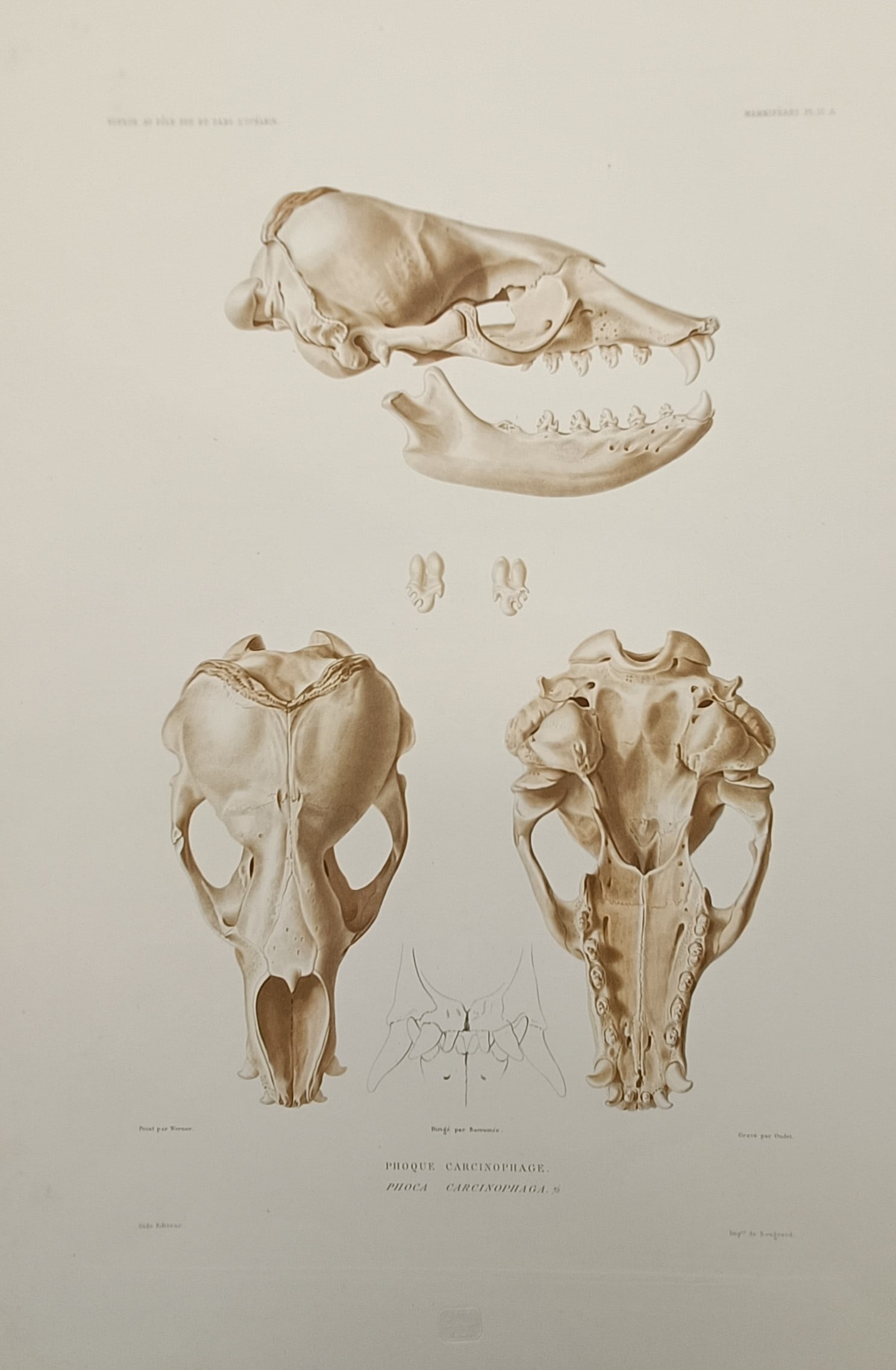 Casimir Gide (1793–1860) – Anatomical Study of a Crabeater Seal Skull – Lithograph (19th (1 of 2)